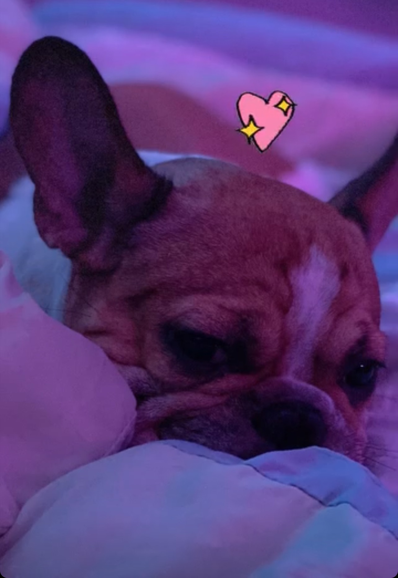 Milo Needs You: Surgery to Save His Life campaign photo, 2 of 8