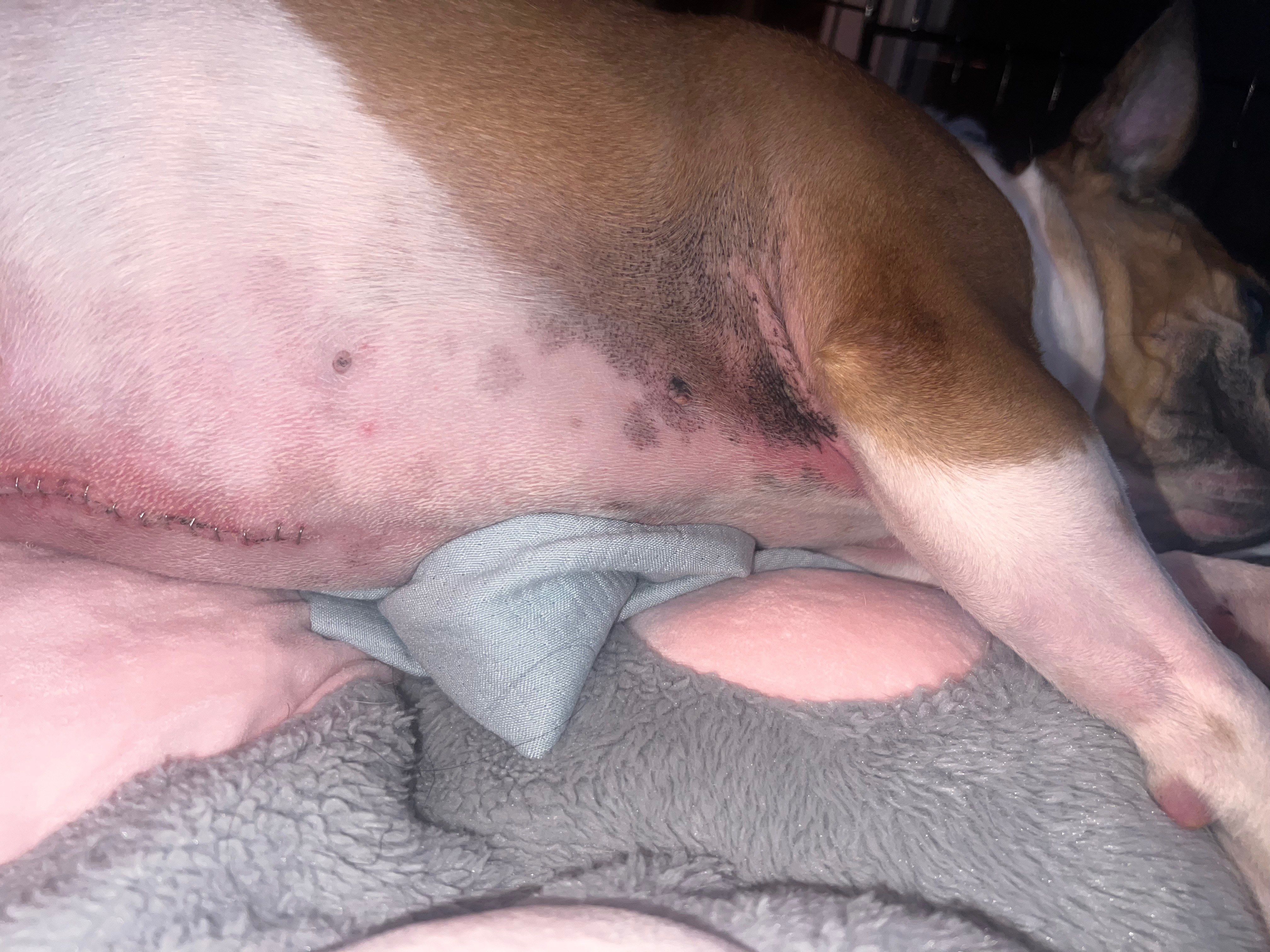 Milo Needs You: Surgery to Save His Life campaign photo, 6 of 8