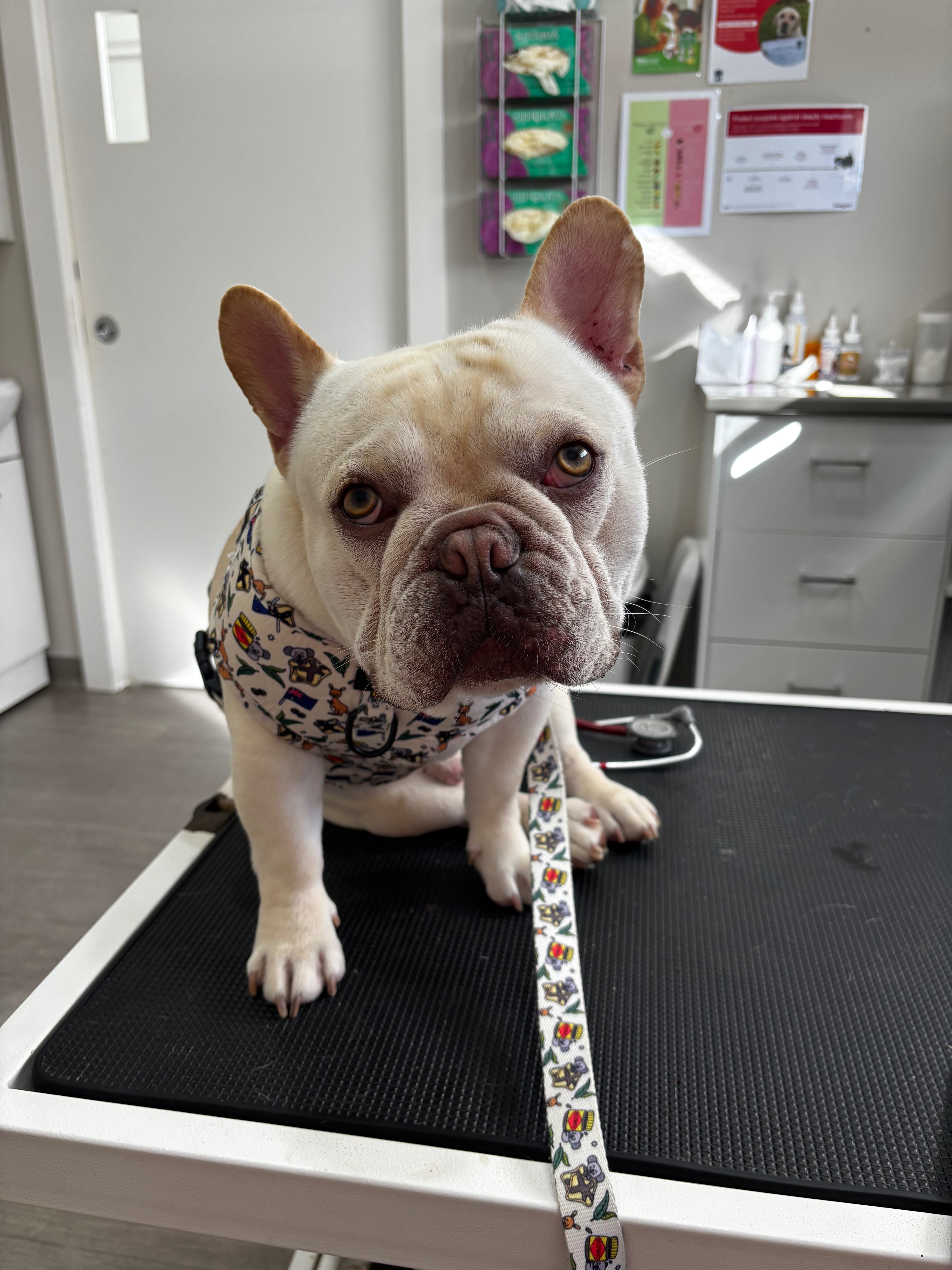 Please help Cashew get life saving surgery campaign photo, 6 of 7