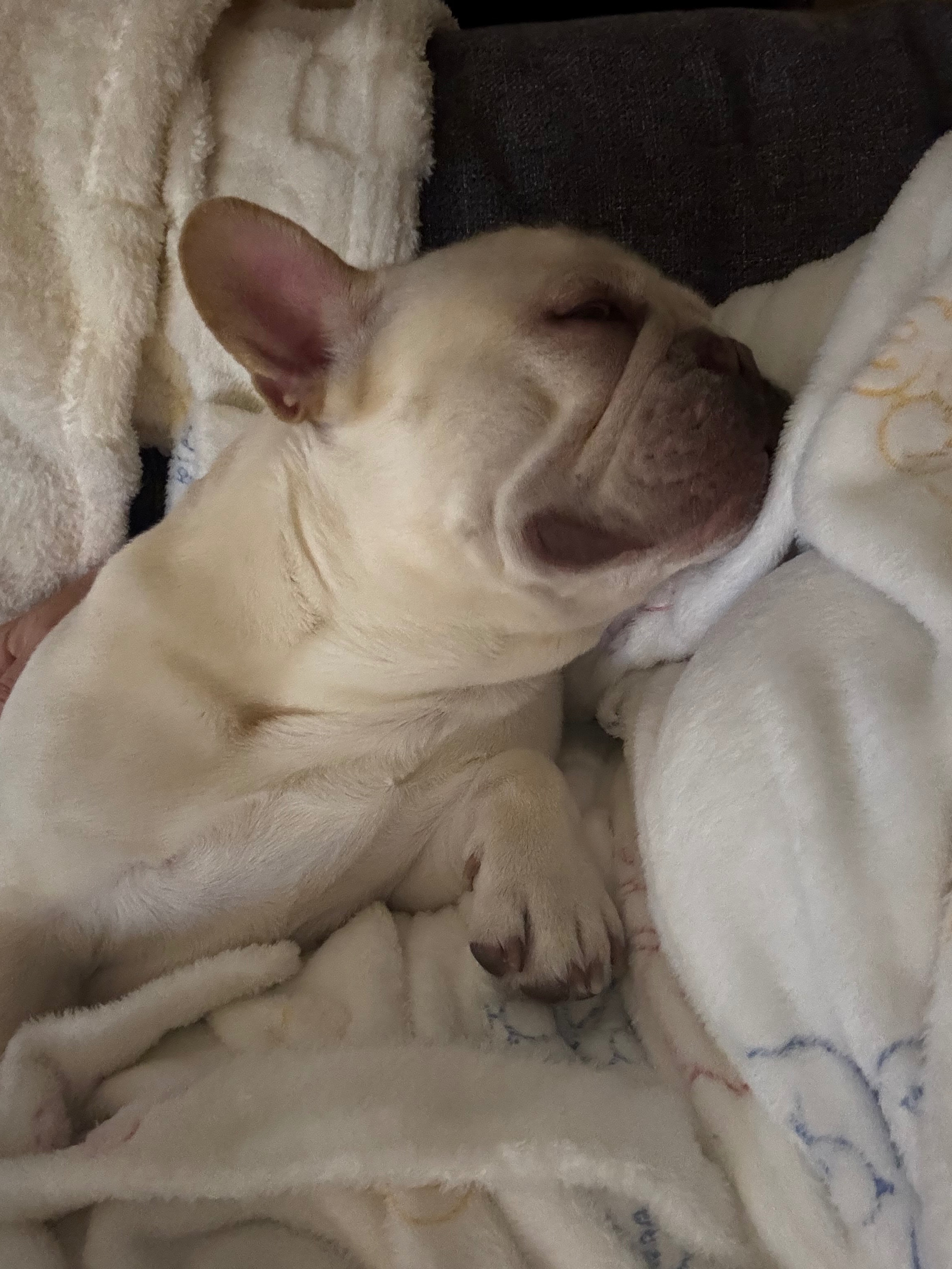Please help Cashew get life saving surgery campaign photo, 2 of 7