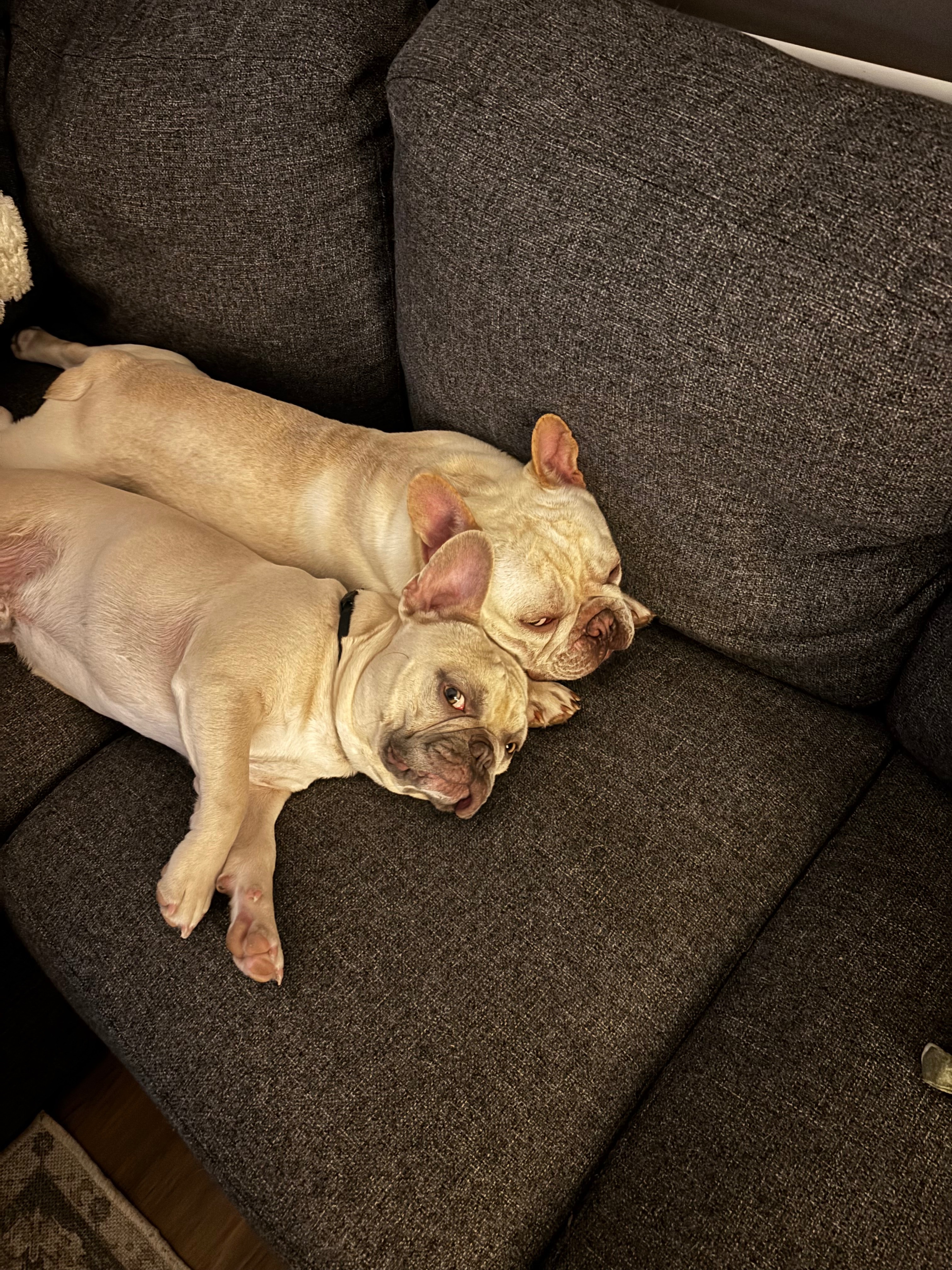 Please help Cashew get life saving surgery campaign photo, 5 of 7