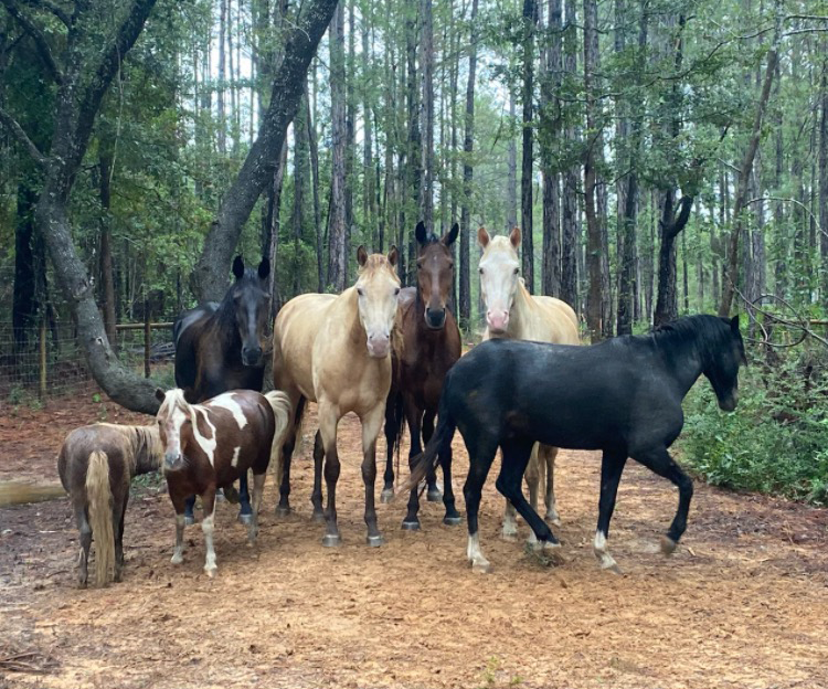 Help Thomas Improve Veterans' Horse Care campaign photo, 2 of 4