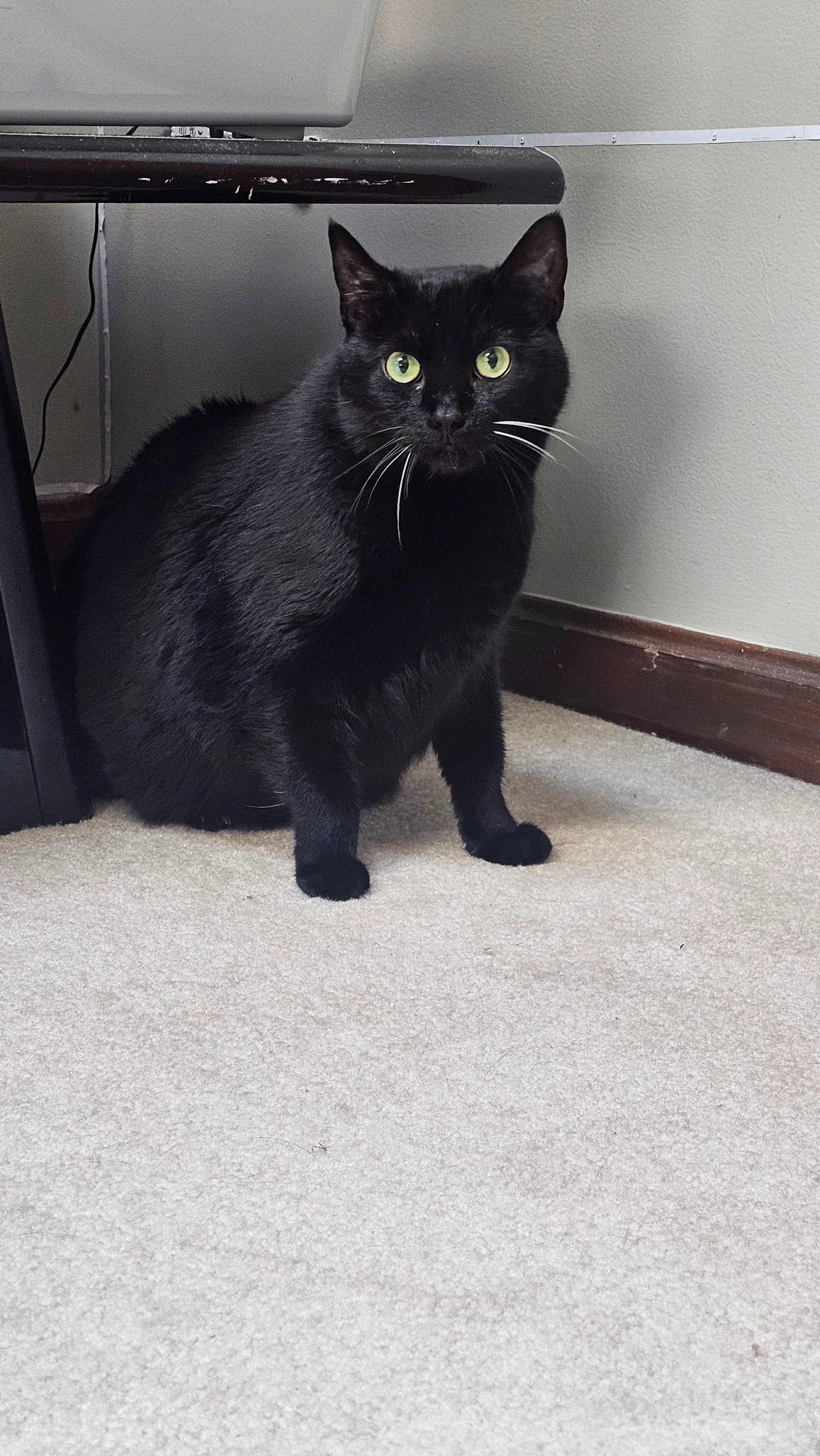 Shadow Needs Life-Saving Surgery—Please Help campaign photo, 7 of 8