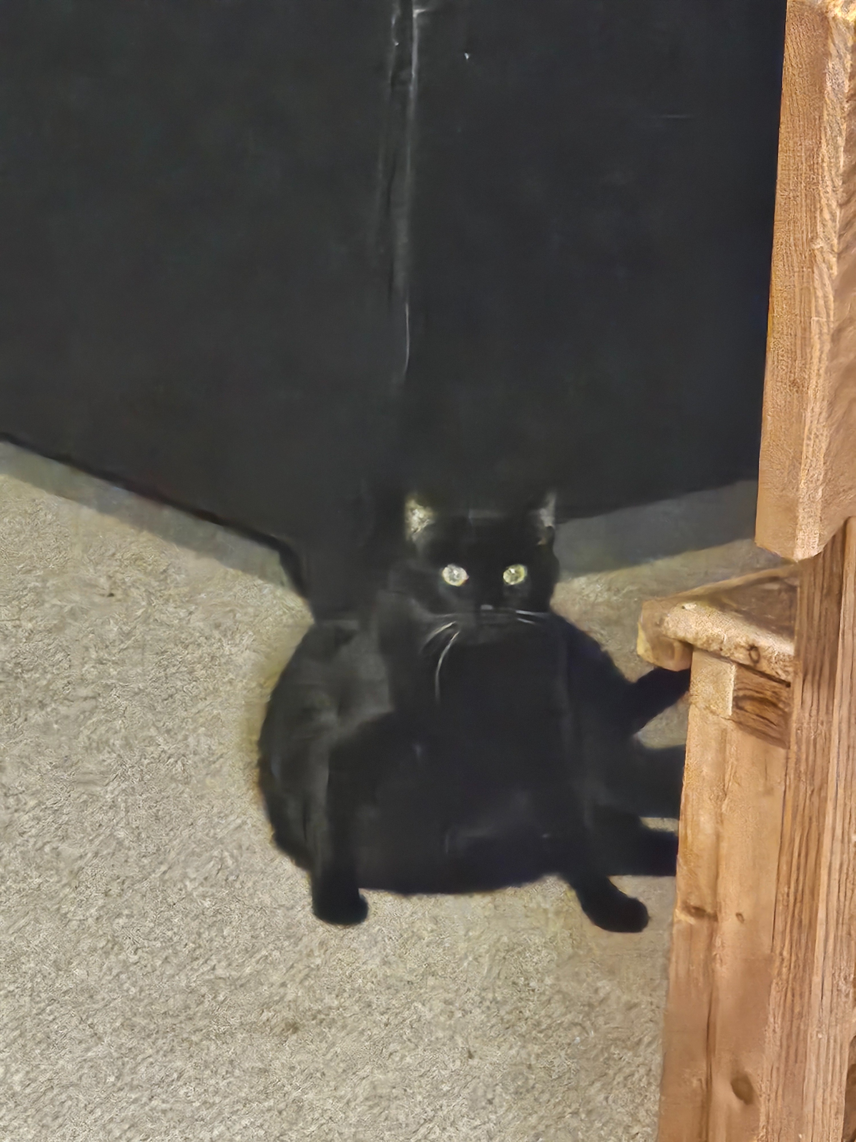 Shadow Needs Life-Saving Surgery—Please Help campaign photo, 2 of 8