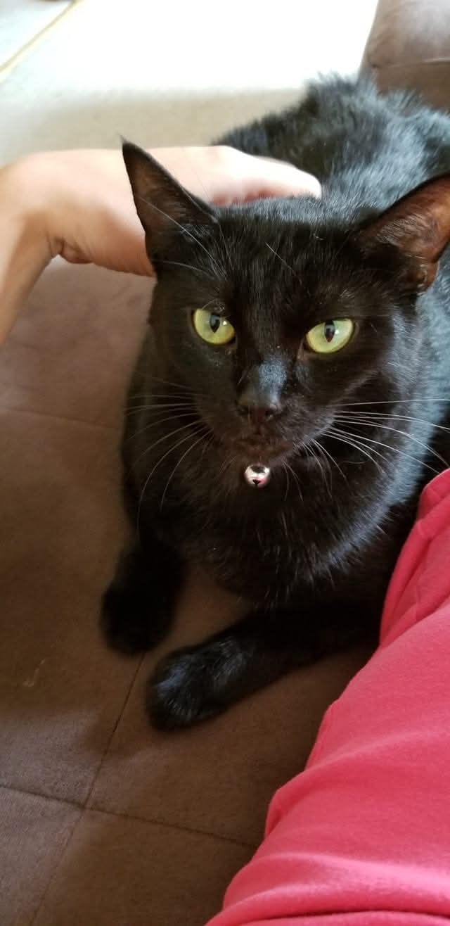 Shadow Needs Life-Saving Surgery—Please Help campaign photo, 4 of 8
