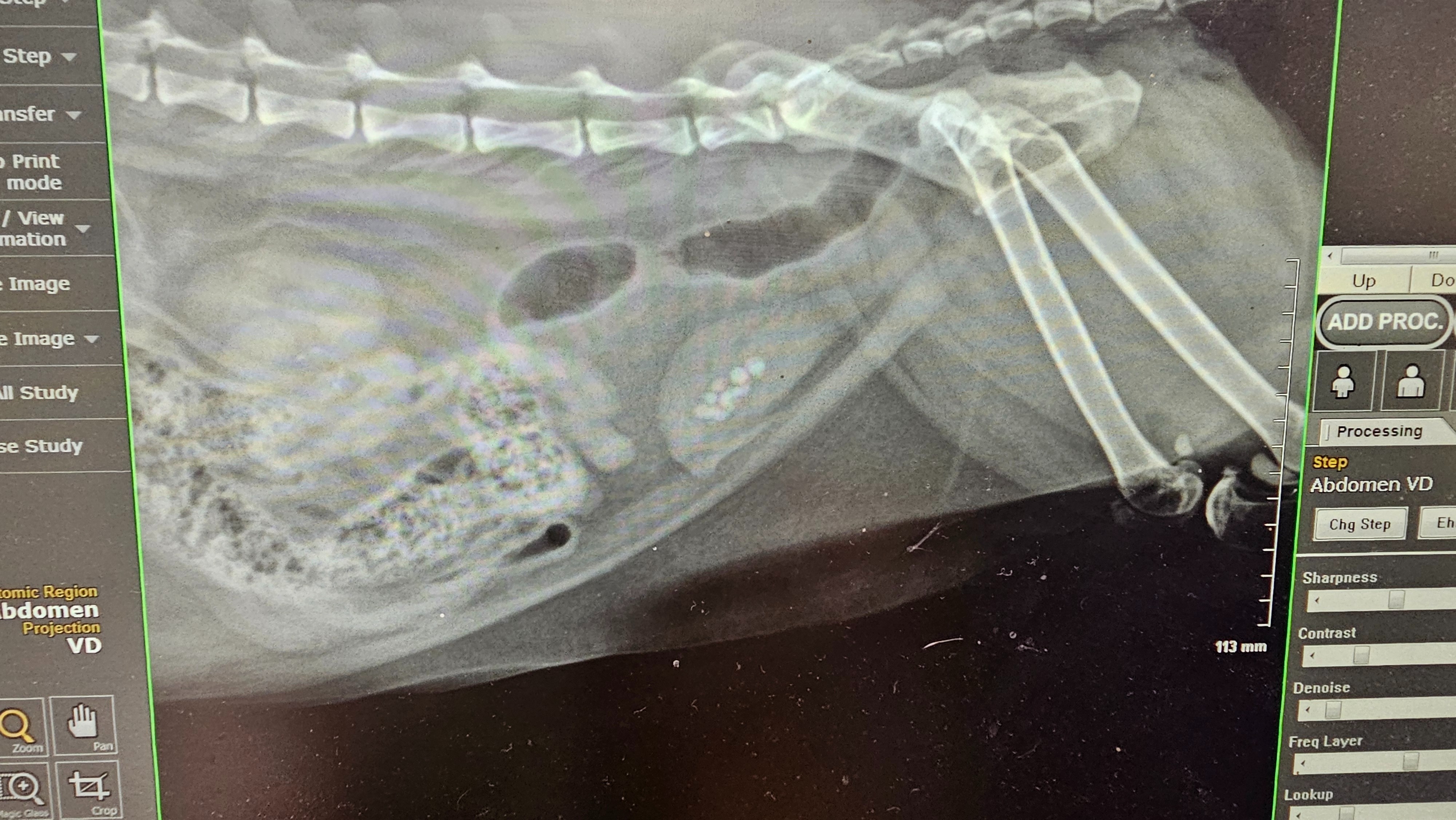 Shadow Needs Life-Saving Surgery—Please Help campaign photo, 5 of 8