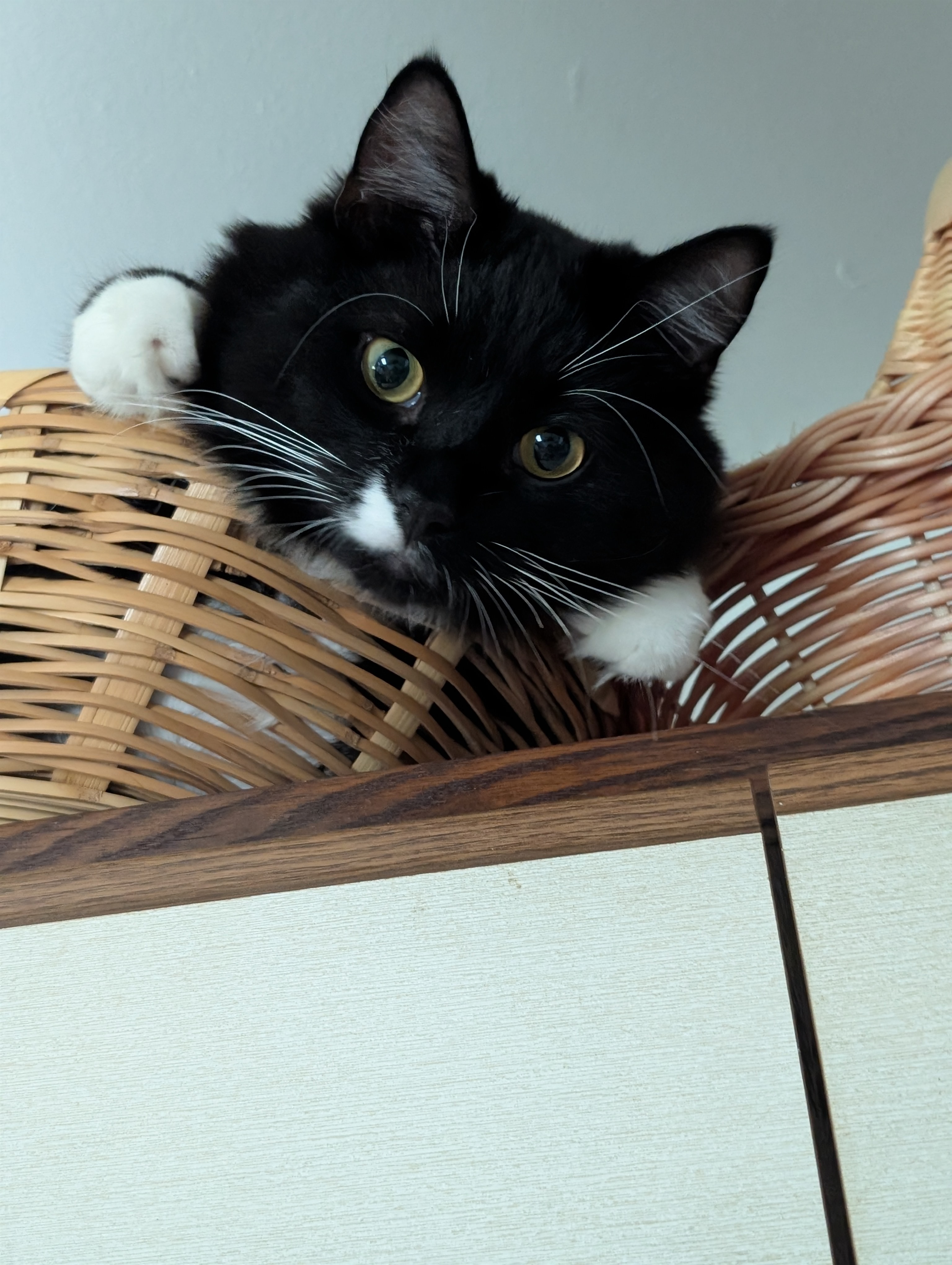 Save Fern: Urgent Surgery Needed for Young Cat campaign photo, 7 of 8