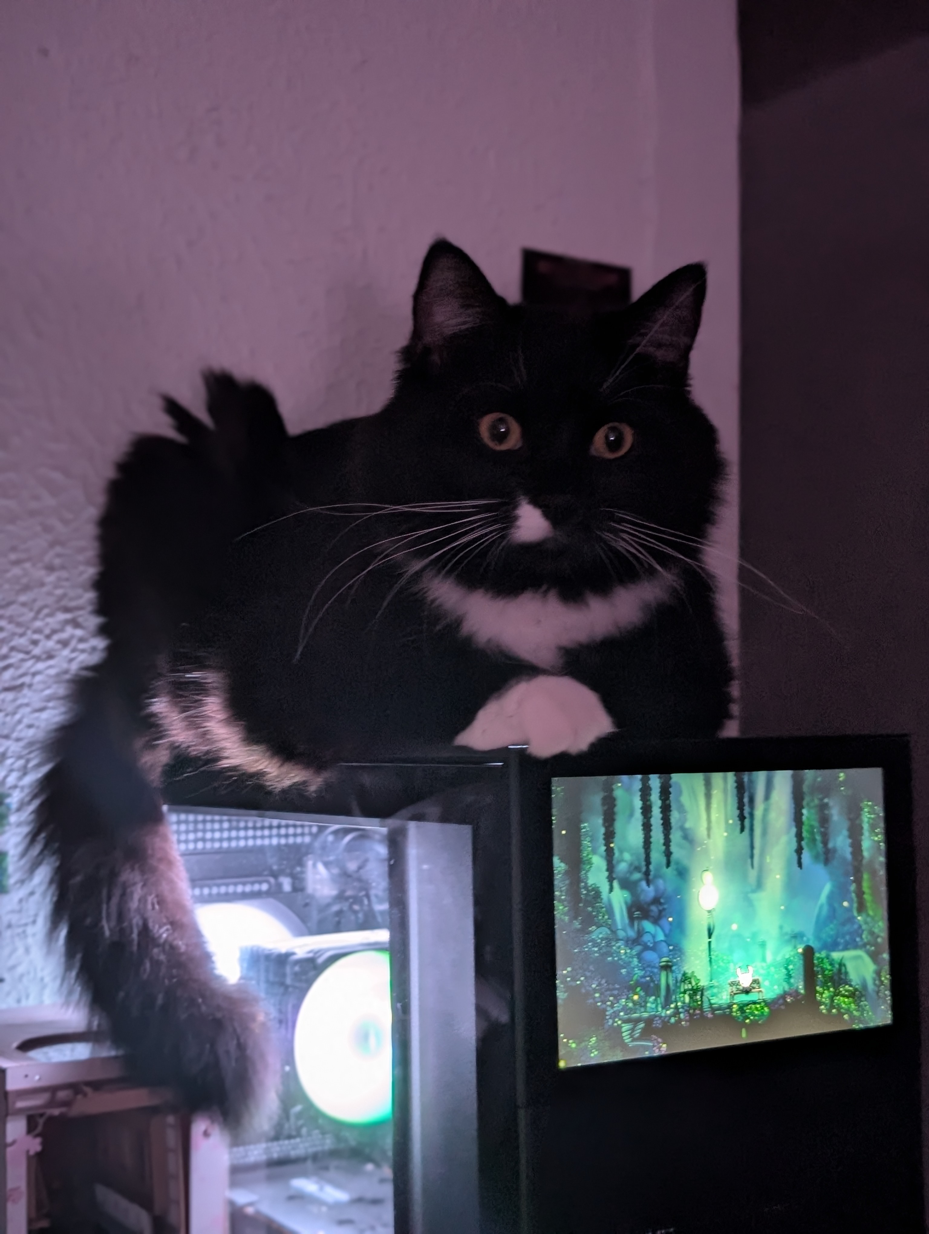 Save Fern: Urgent Surgery Needed for Young Cat campaign photo, 4 of 8