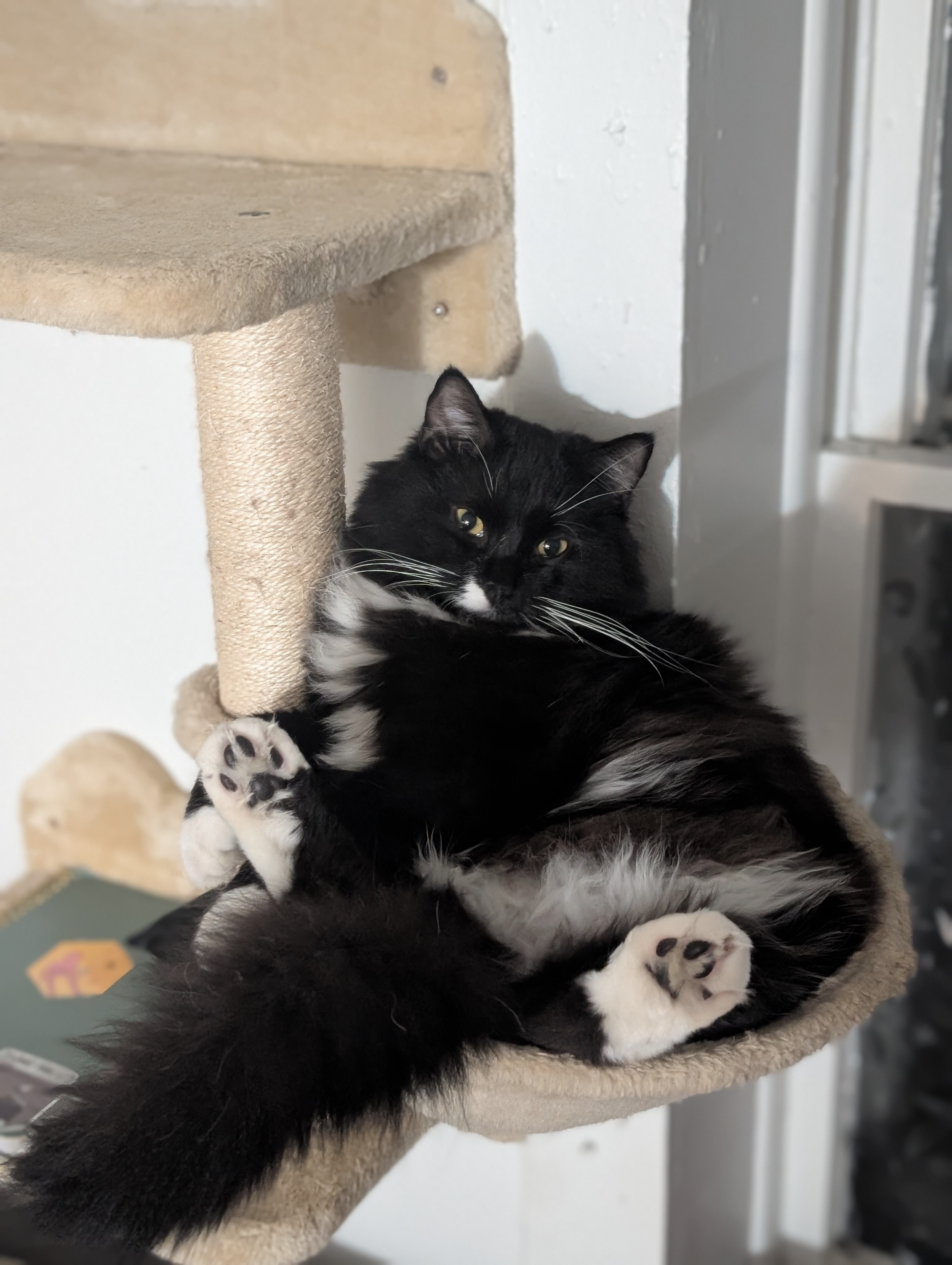 Save Fern: Urgent Surgery Needed for Young Cat campaign photo, 2 of 8