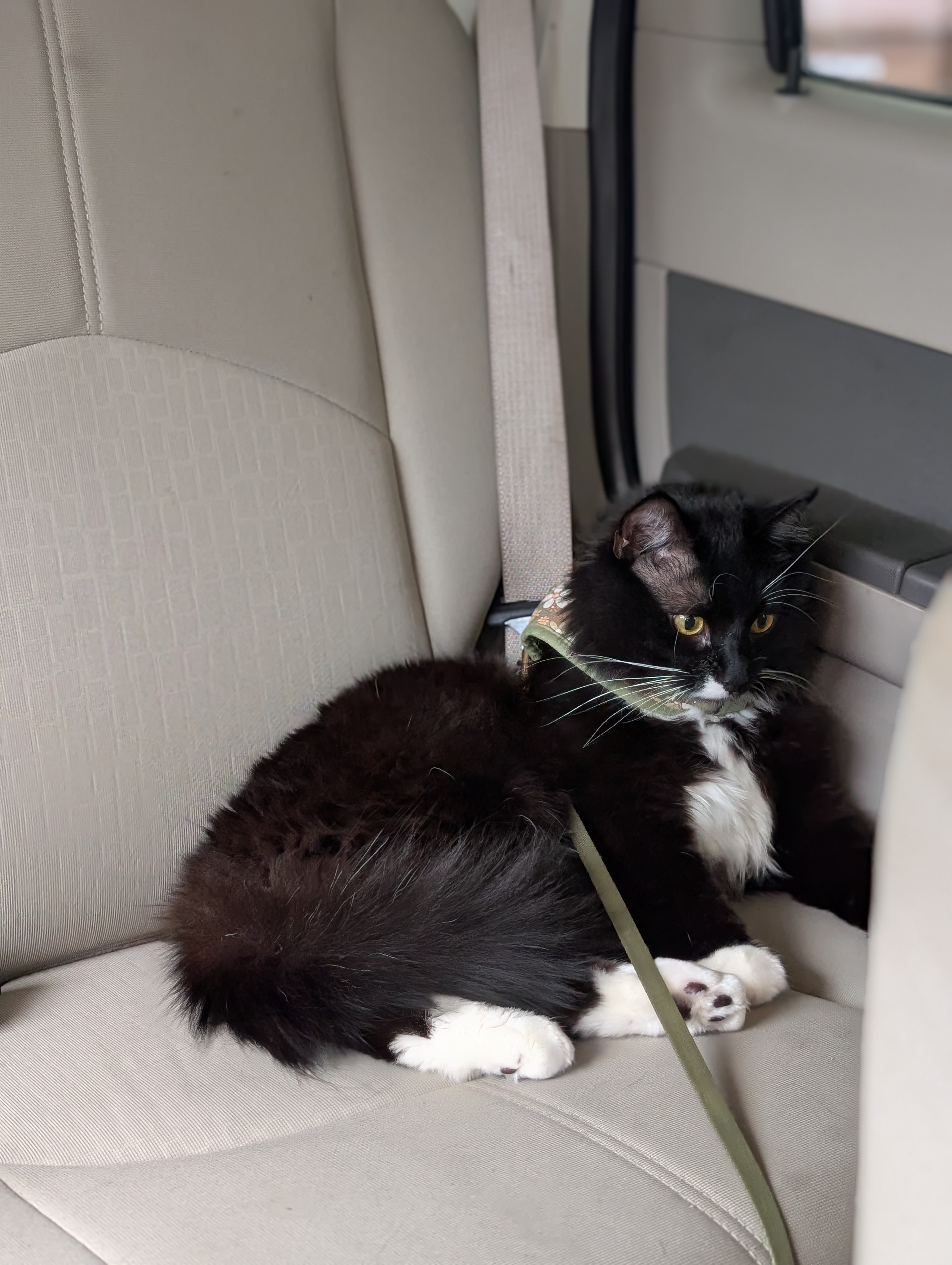 Save Fern: Urgent Surgery Needed for Young Cat campaign photo, 5 of 8