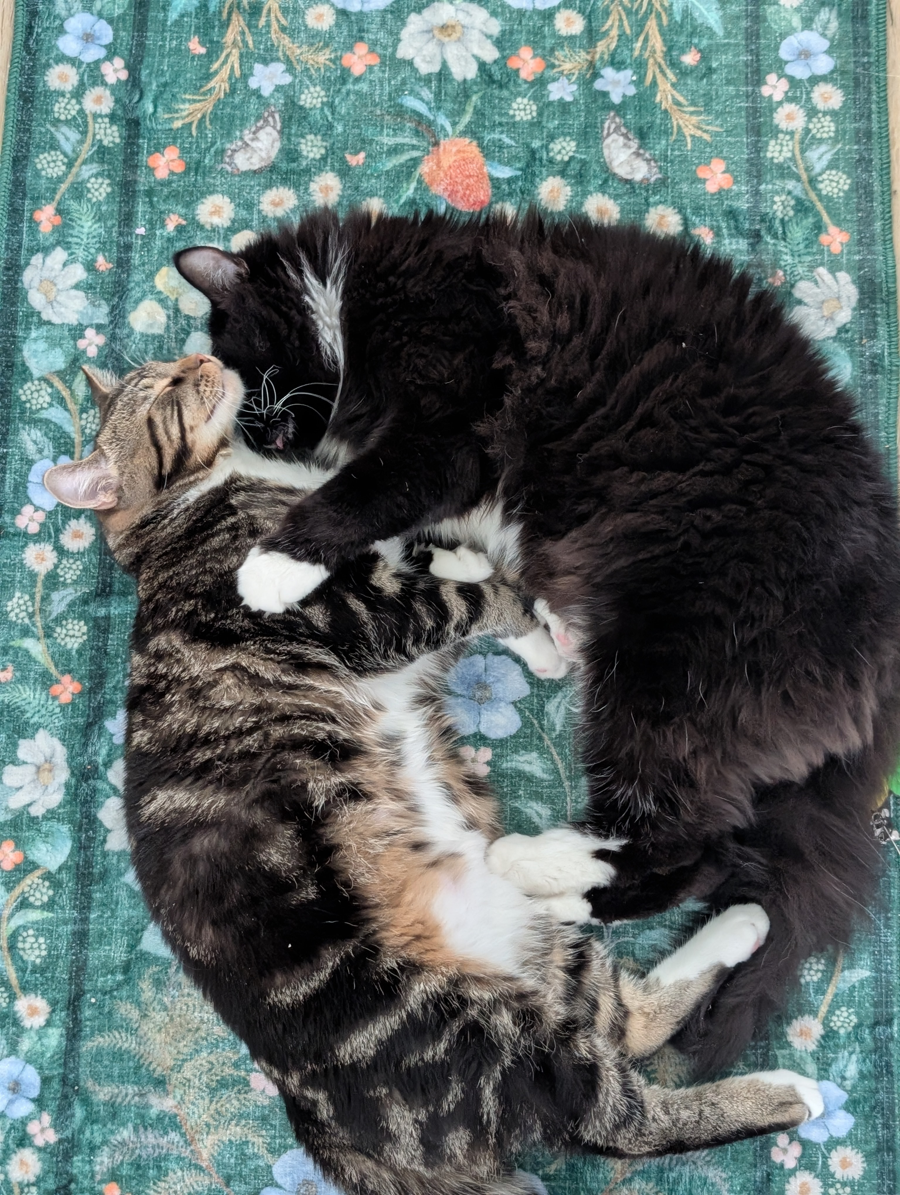 Save Fern: Urgent Surgery Needed for Young Cat campaign photo, 6 of 8