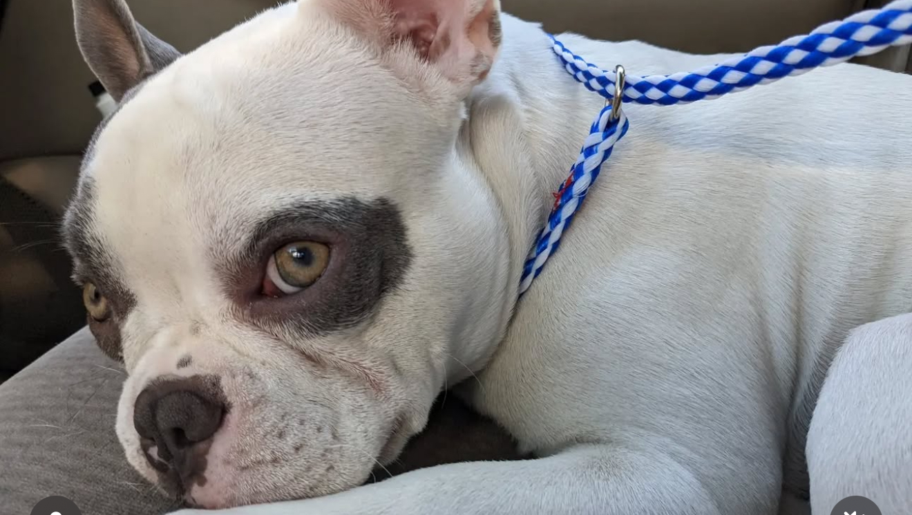 Chapo's Emergency Surgery Fund photo