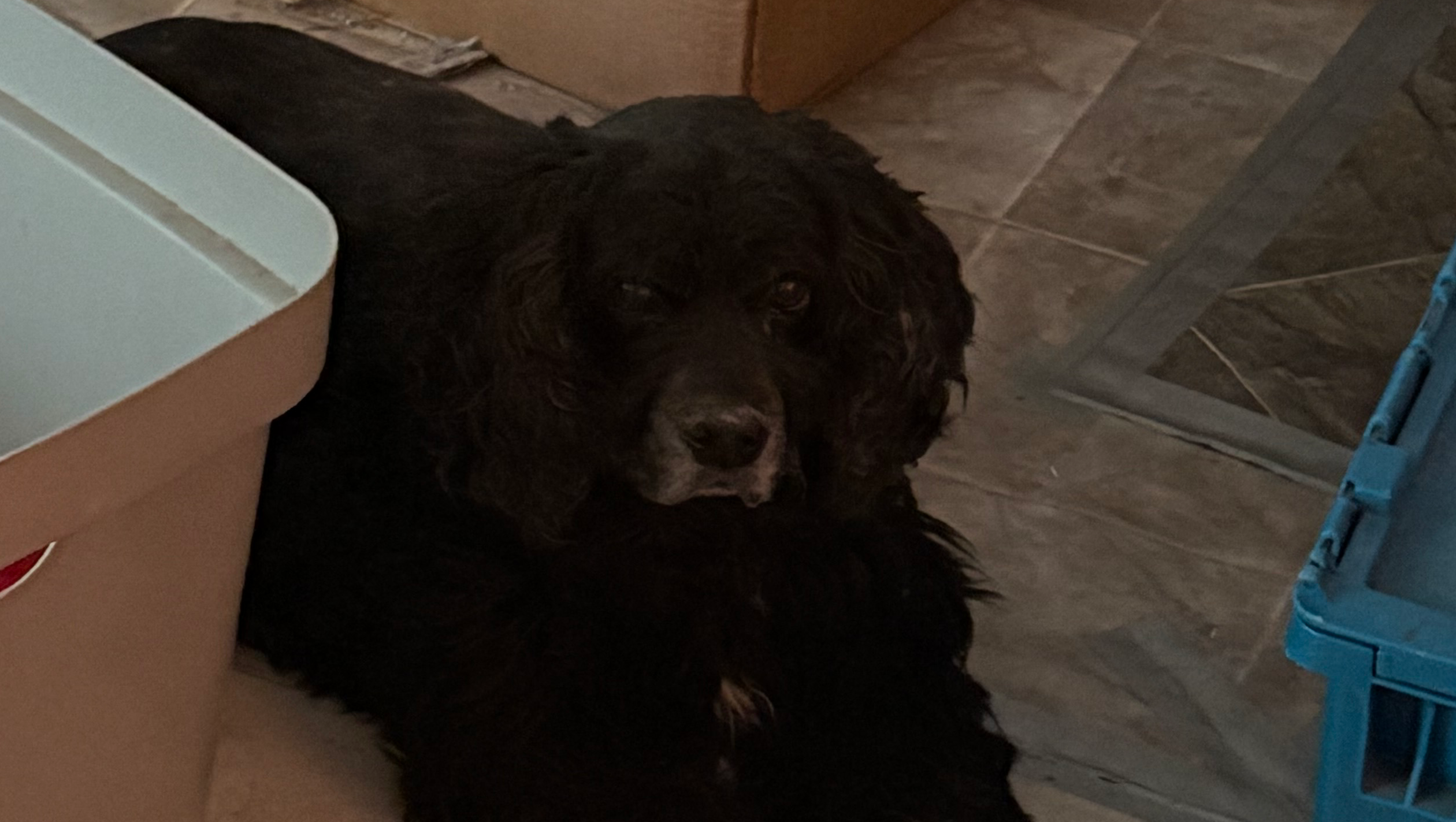 Emergency Pet Fundraiser for Shadow Save My Beloved Dog photo