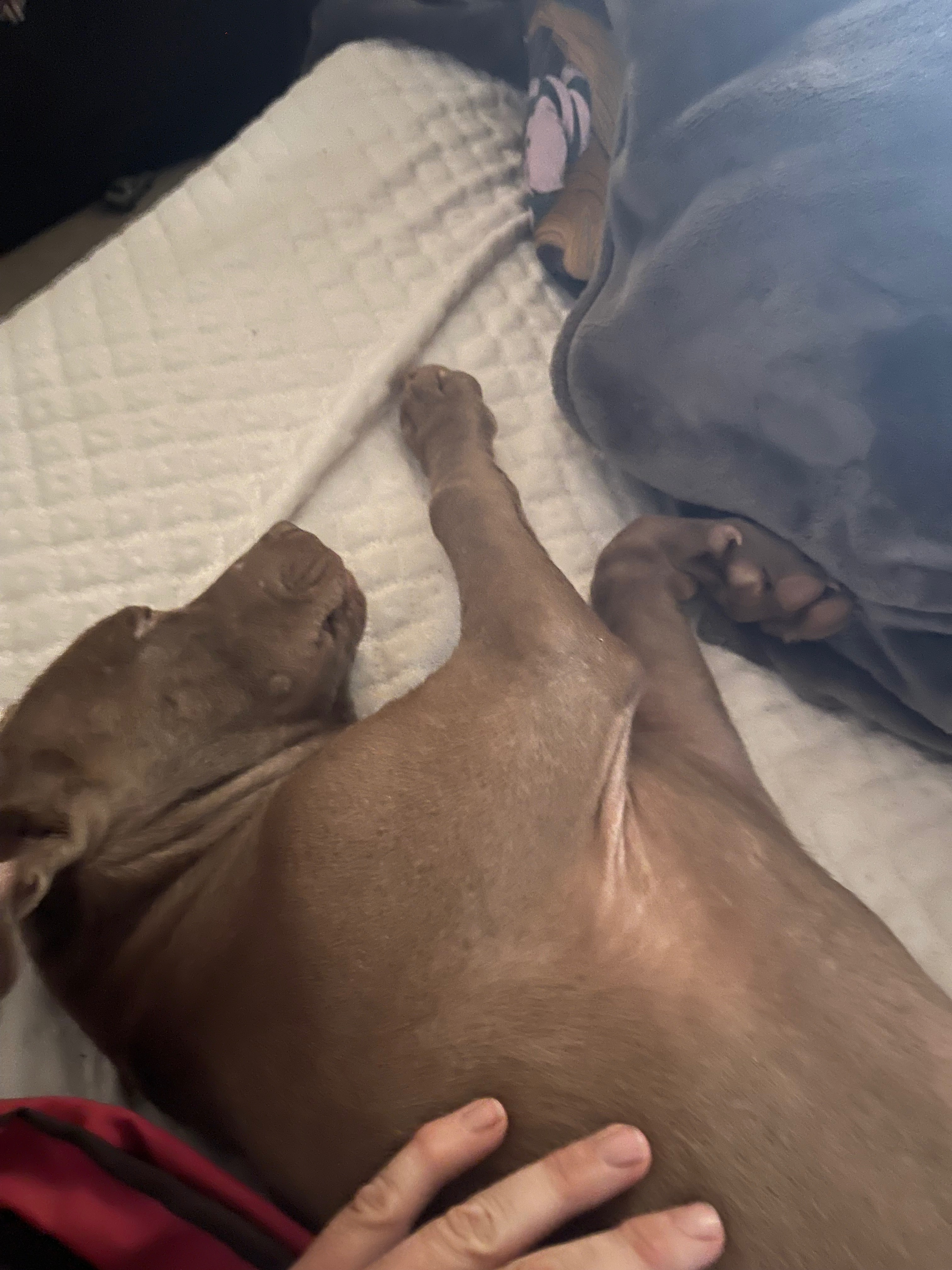 Urgent Care Needed for Arlo's Pain campaign photo, 2 of 4