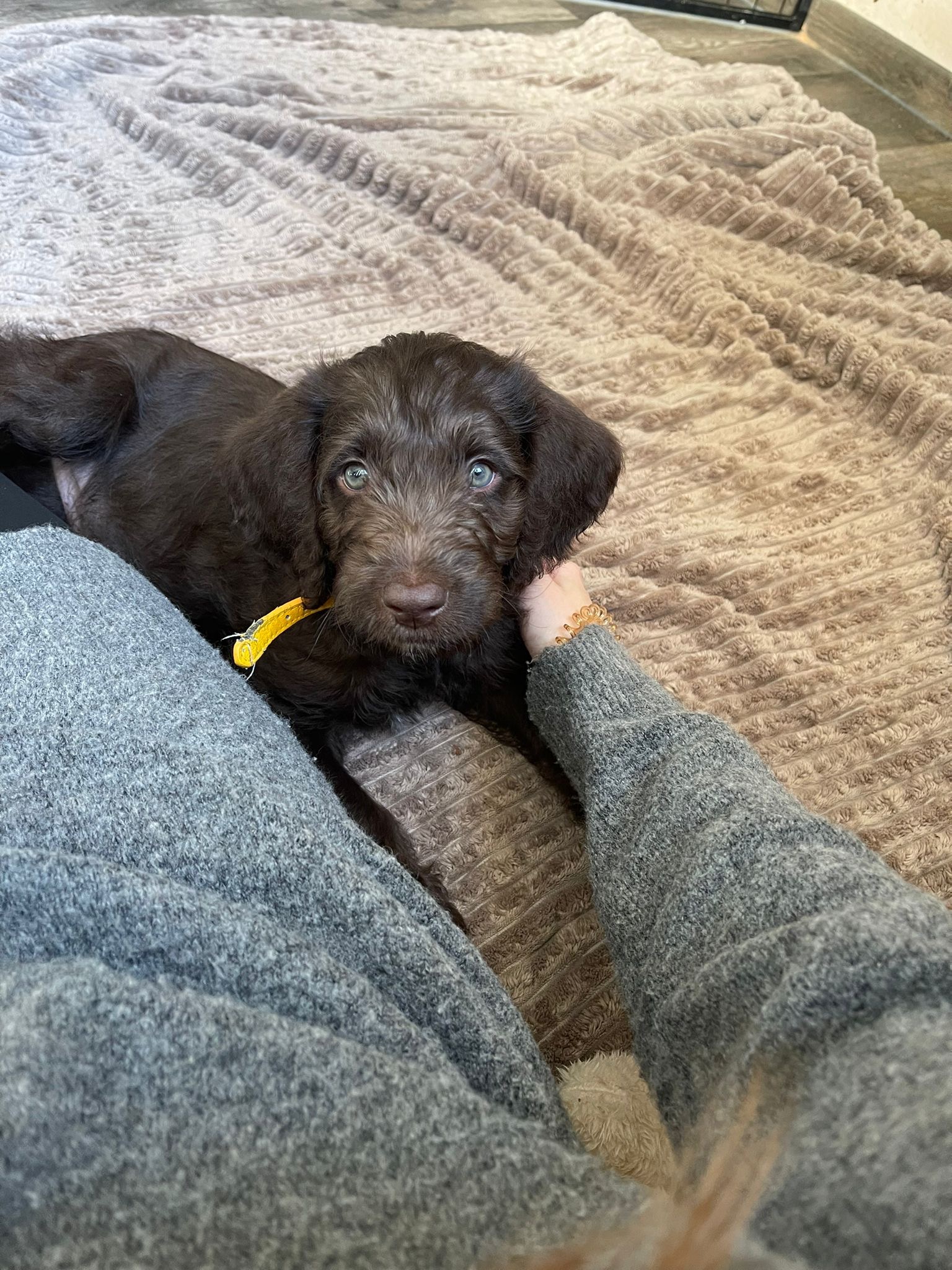 Rettung 2-jähriger Labradoodle campaign photo, 6 of 6