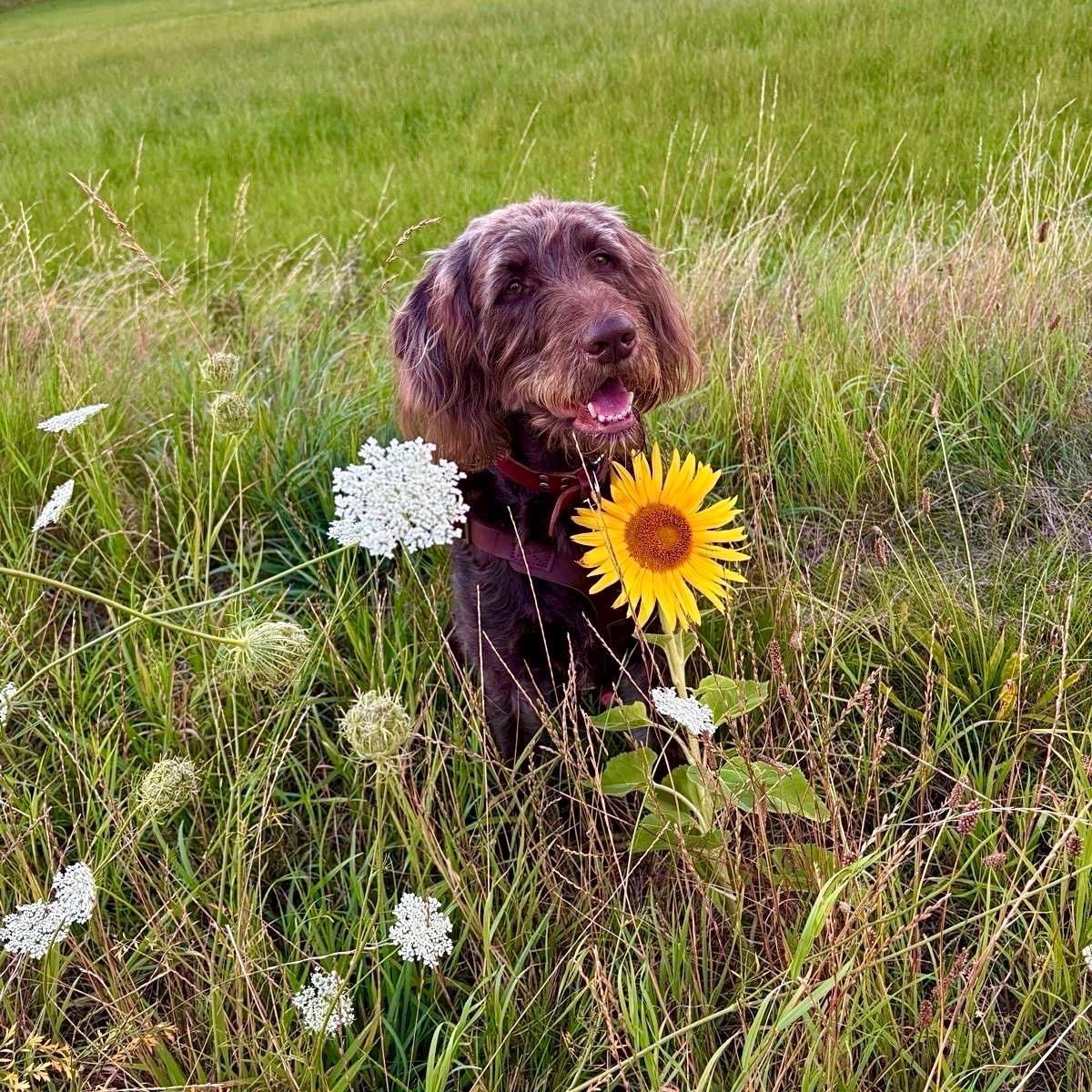 Rettung 2-jähriger Labradoodle campaign photo, 5 of 6