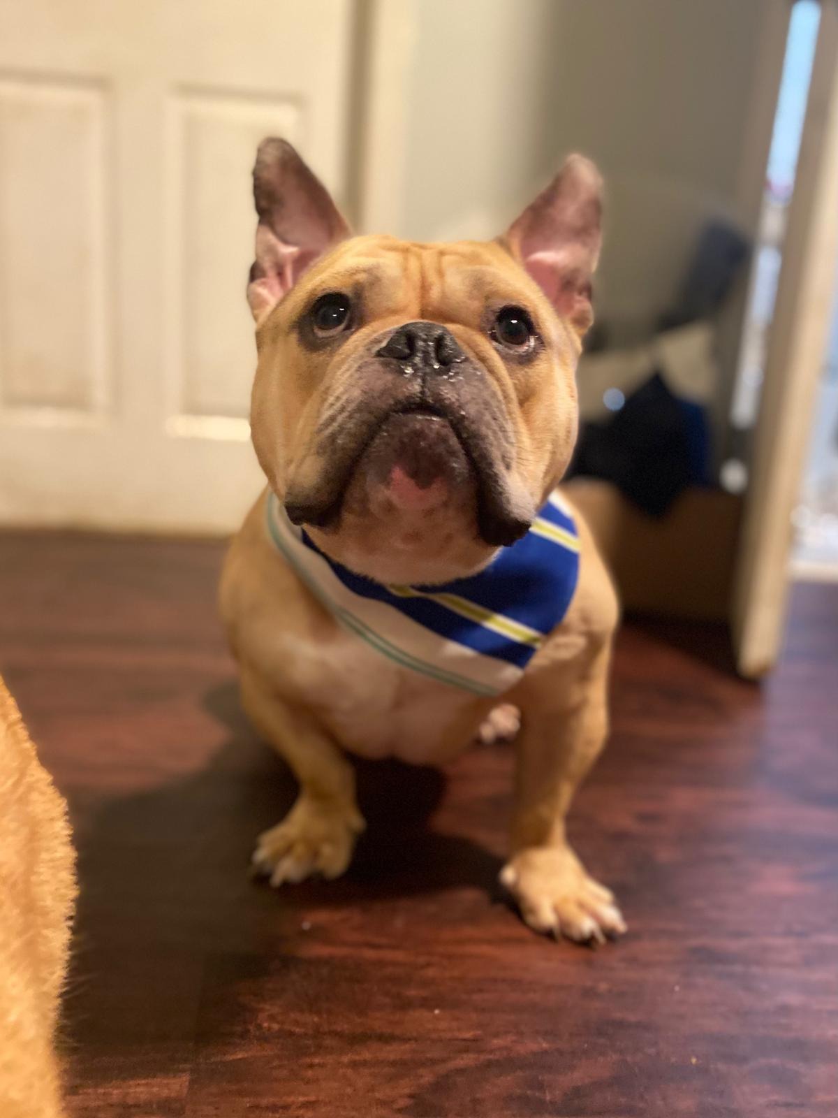 Help My Rescued Dog Get Urgent Medical Care- Ayuda Medica campaign photo, 7 of 8