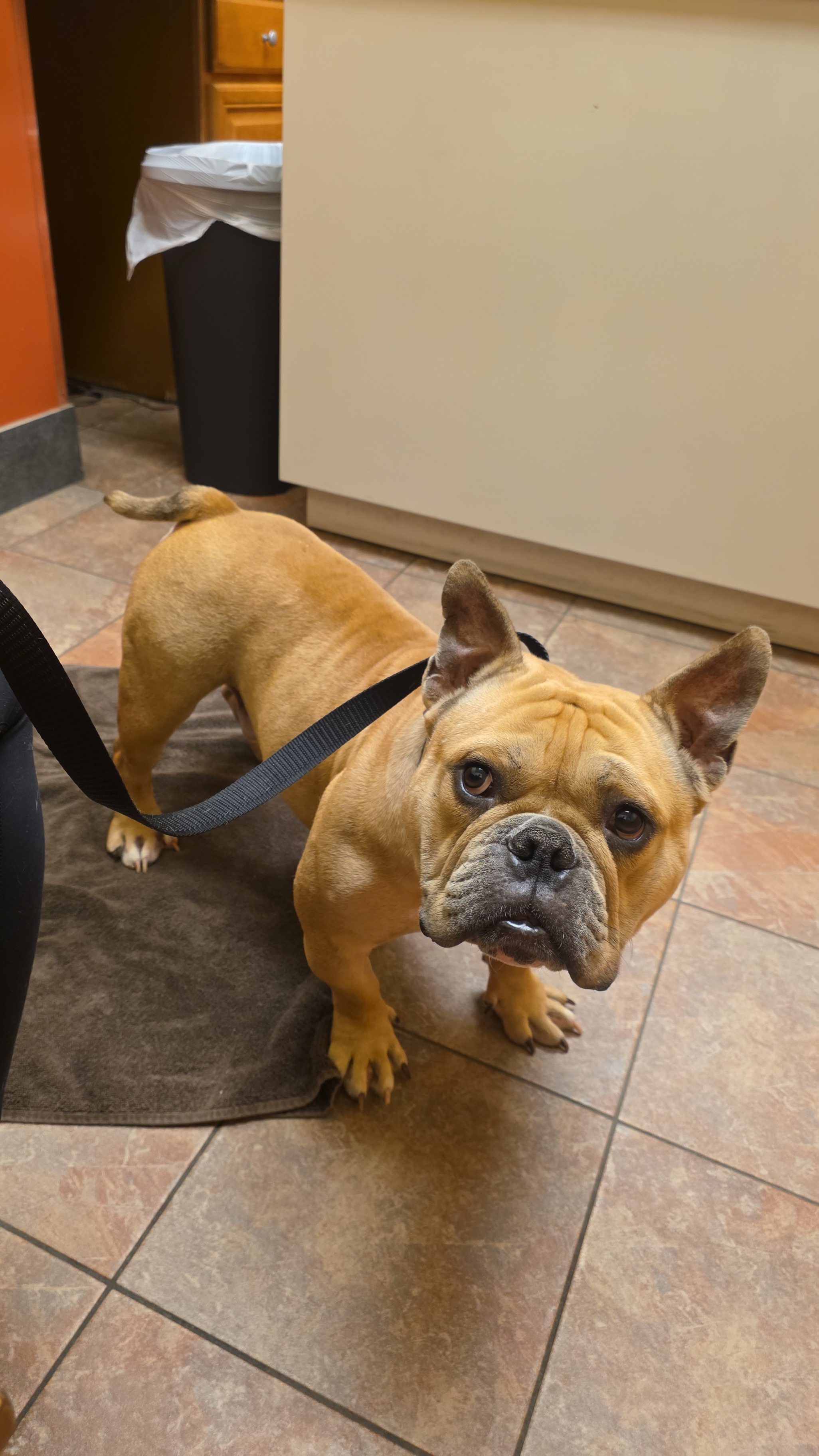 Help My Rescued Dog Get Urgent Medical Care- Ayuda Medica campaign photo, 5 of 8