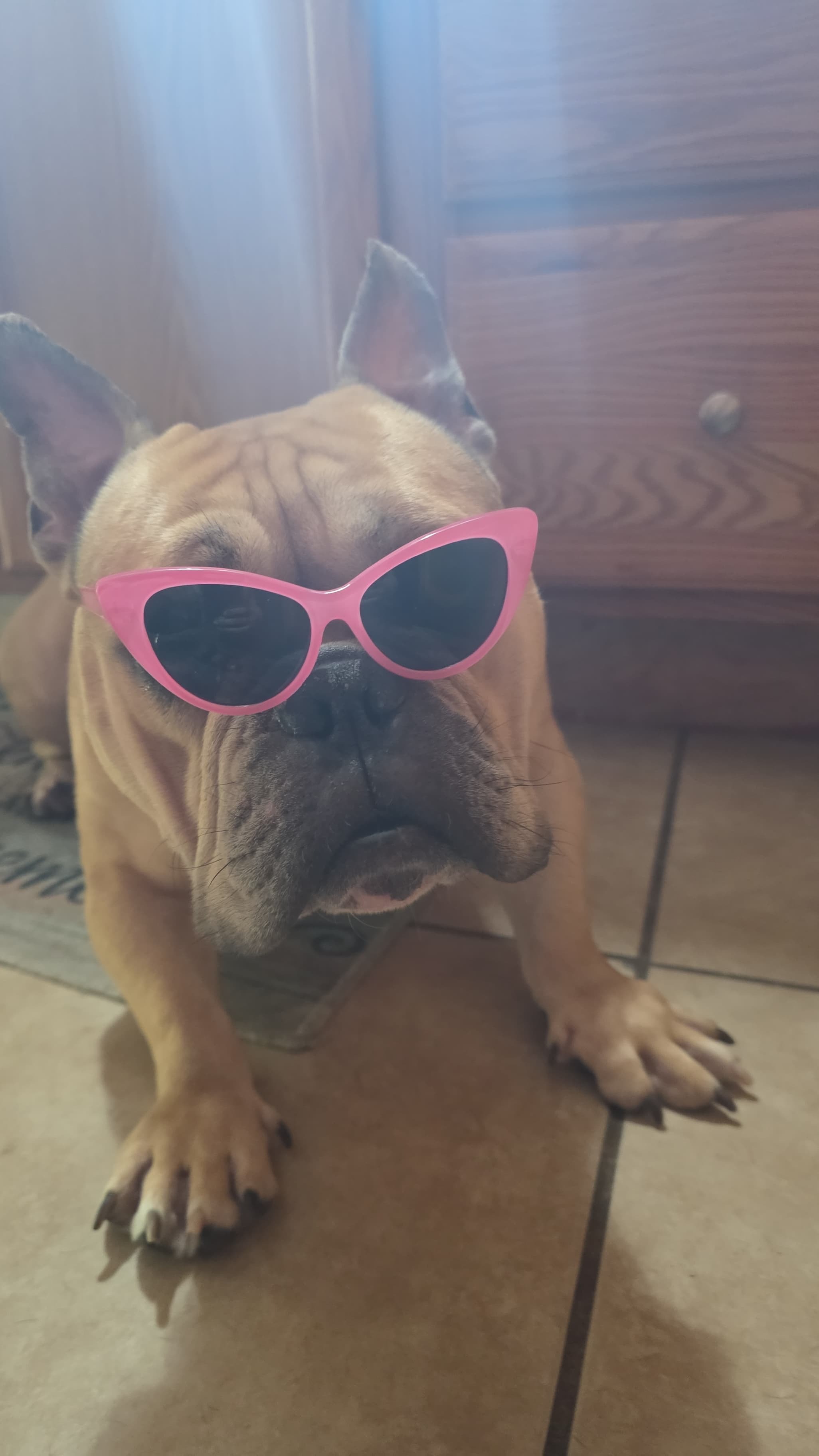 Help My Rescued Dog Get Urgent Medical Care- Ayuda Medica campaign photo, 2 of 8