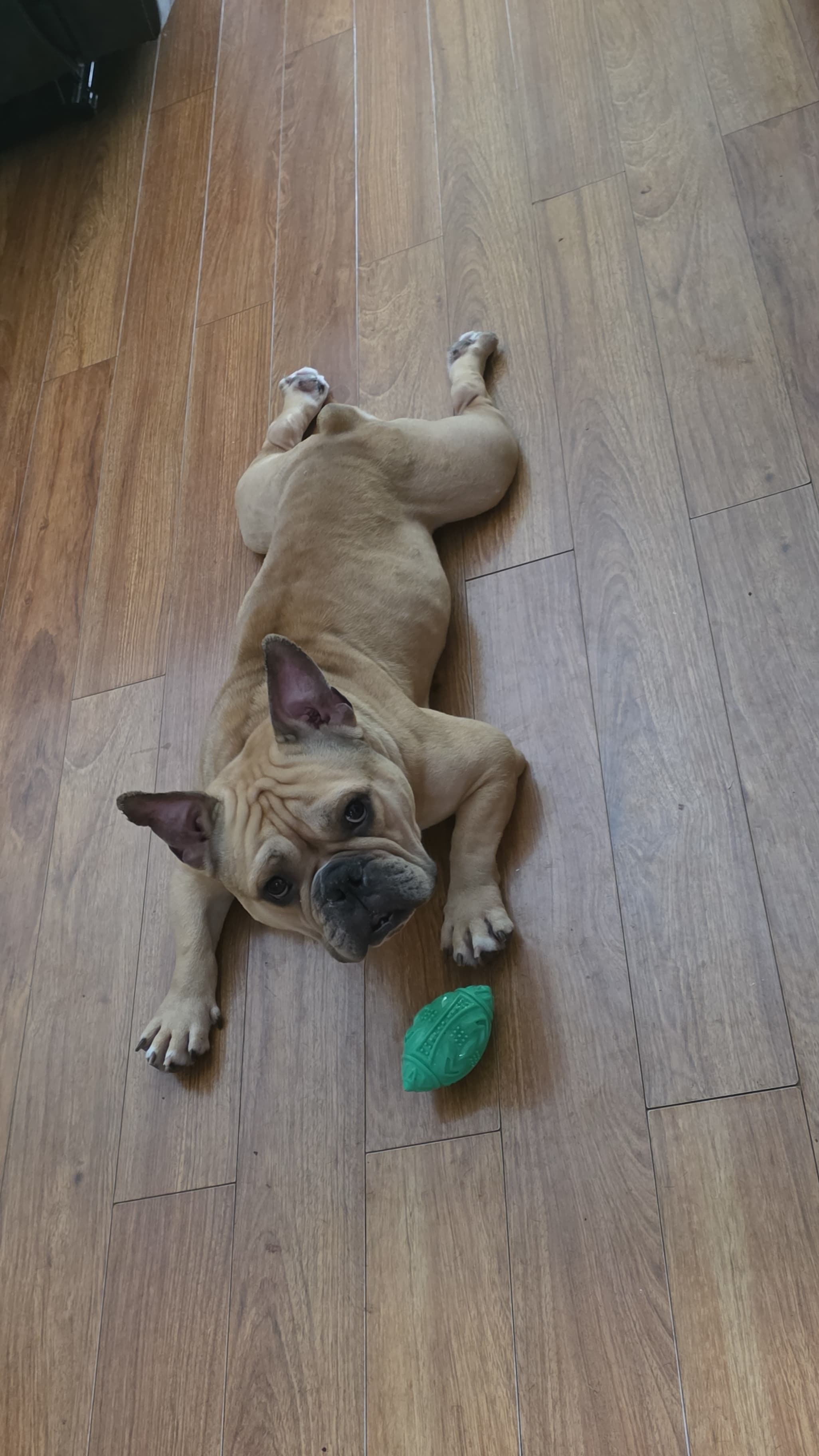 Help My Rescued Dog Get Urgent Medical Care- Ayuda Medica campaign photo, 4 of 8
