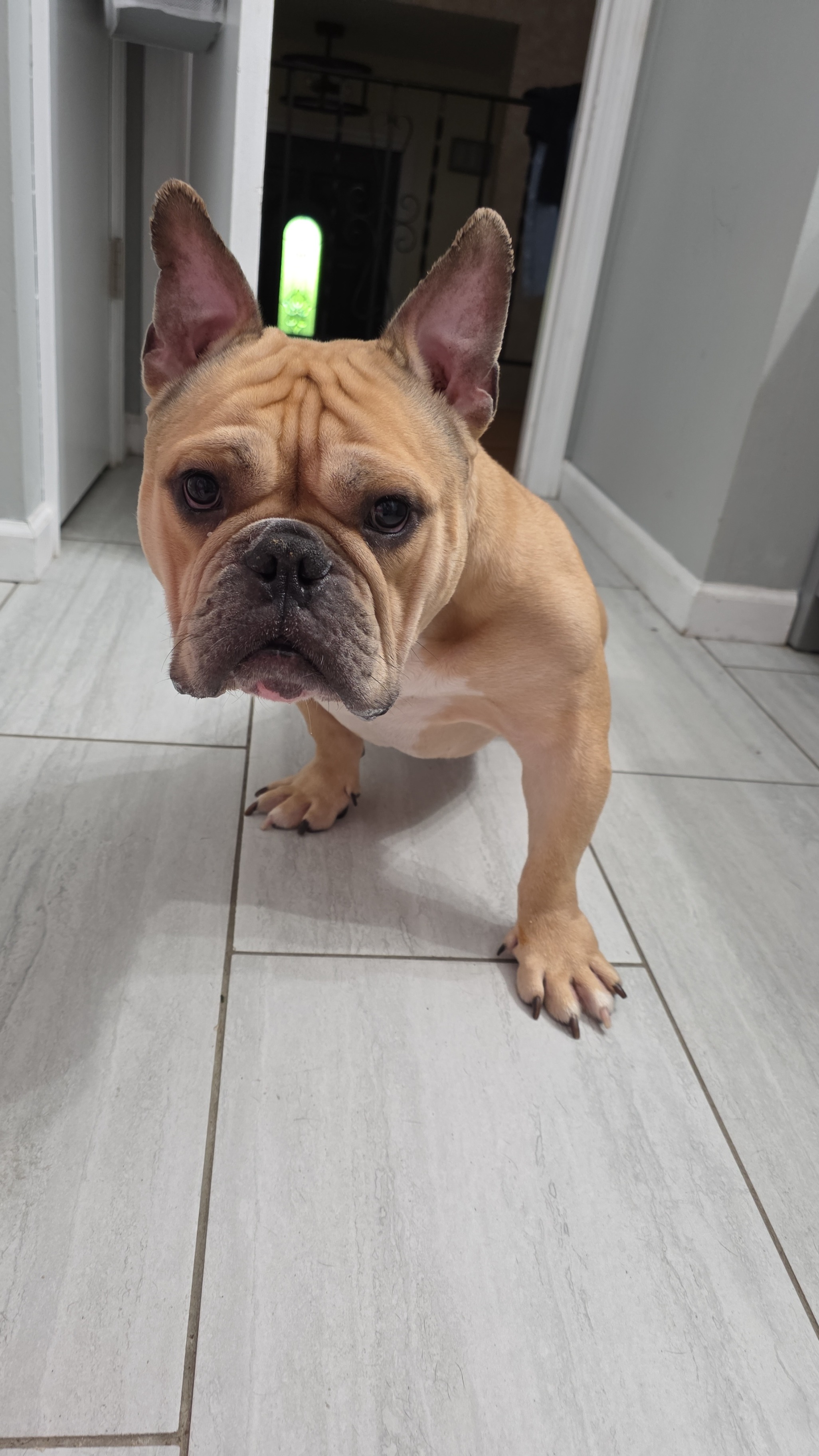 Help My Rescued Dog Get Urgent Medical Care- Ayuda Medica campaign photo, 6 of 8