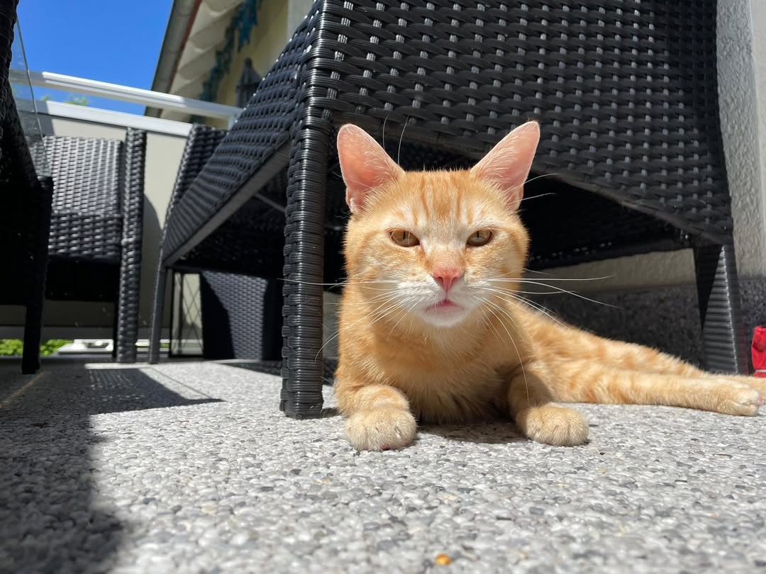 Notdienst-Hilfe für meinen geliebten Kater Carlo campaign photo, 6 of 7