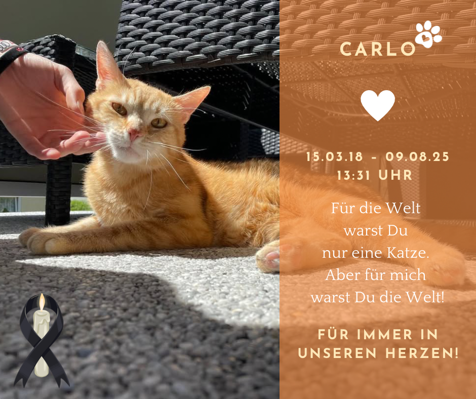Notdienst-Hilfe für meinen geliebten Kater Carlo campaign photo, 4 of 7