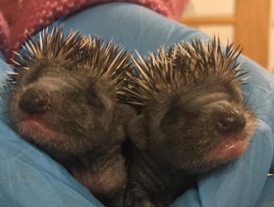 User-uploaded image 1