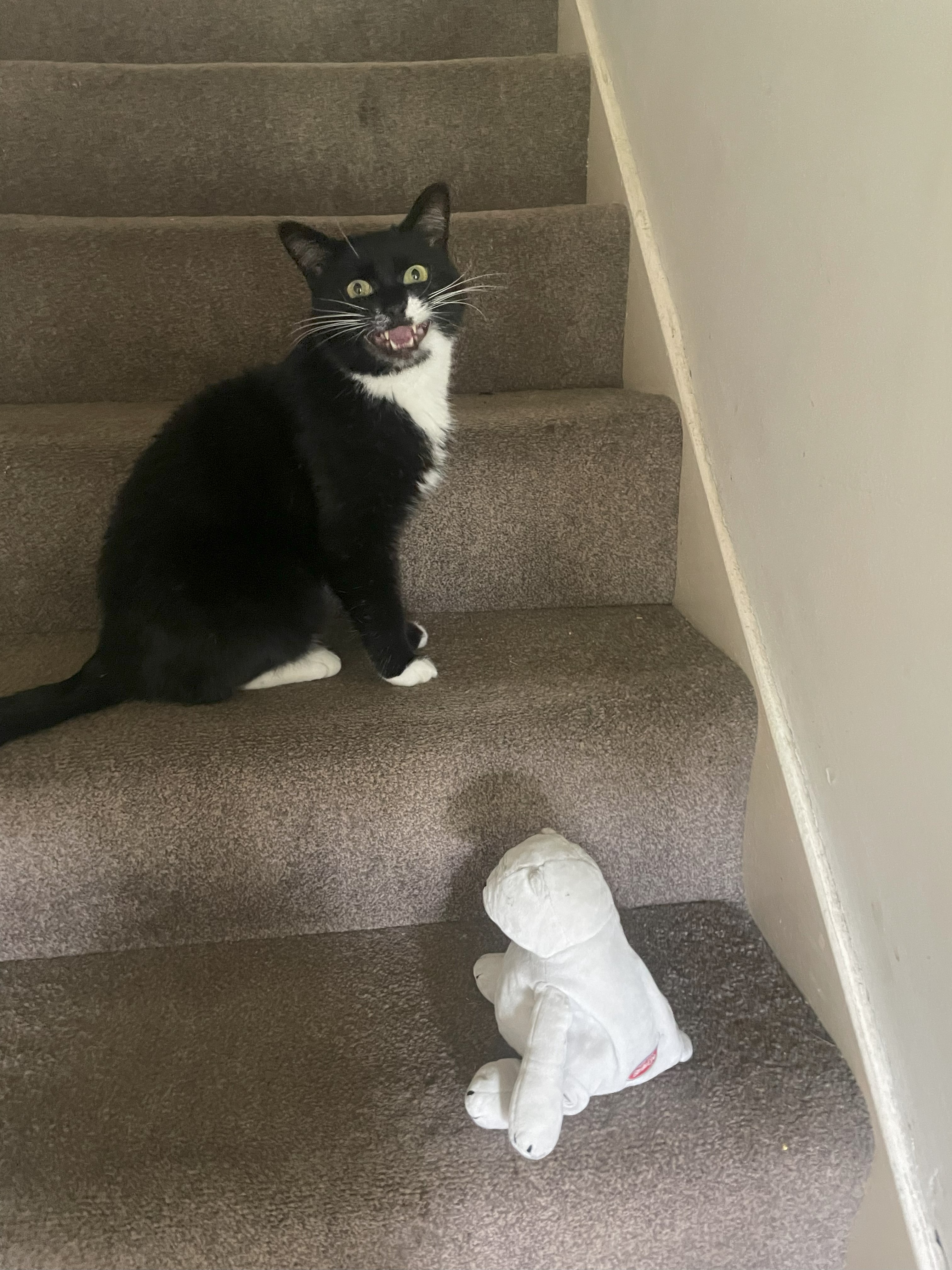 Please help Otis with his teefies! campaign photo, 2 of 3
