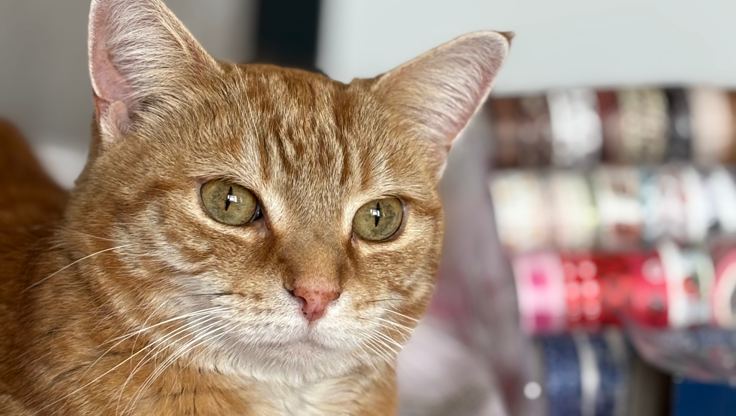 Fundraiser for Alison Reid by Katherine Reid : Help save my cat Ollie ...
