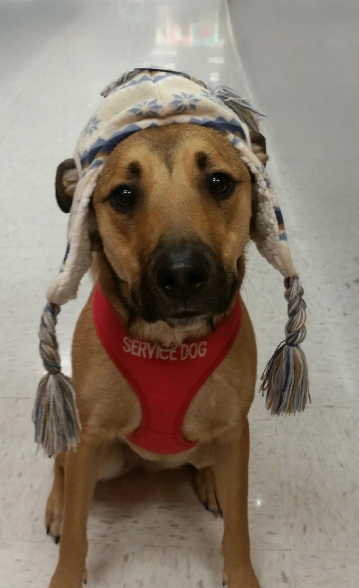 Help Roo, the Rescued Therapy Dog campaign photo, 4 of 5