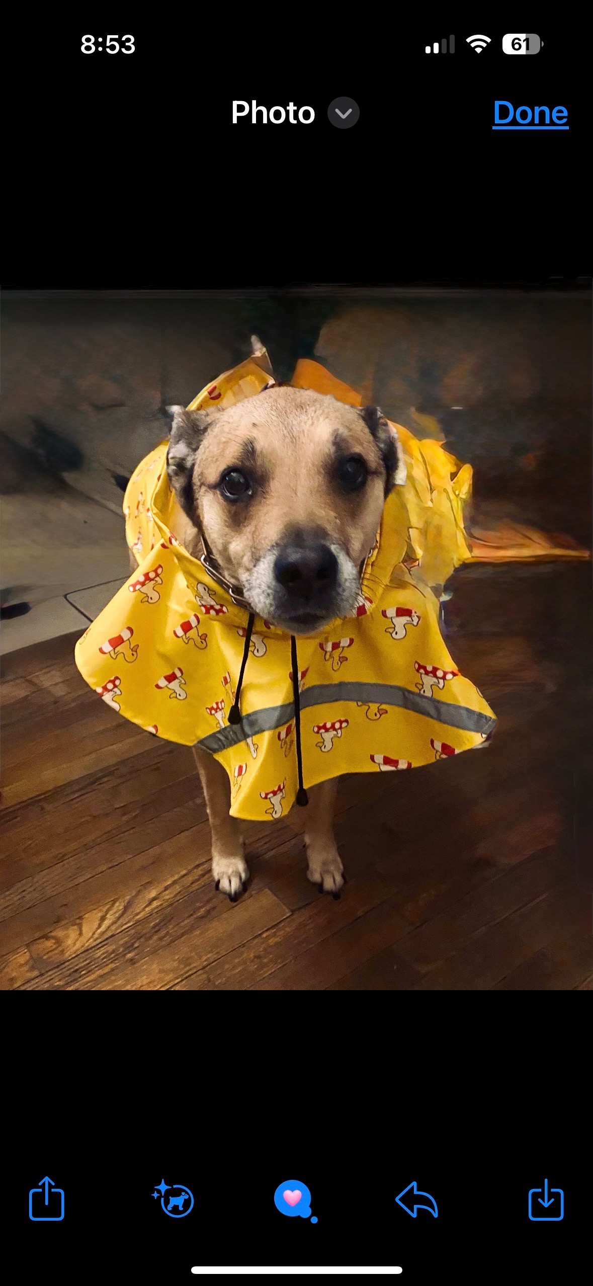 Help Roo, the Rescued Therapy Dog campaign photo, 2 of 5