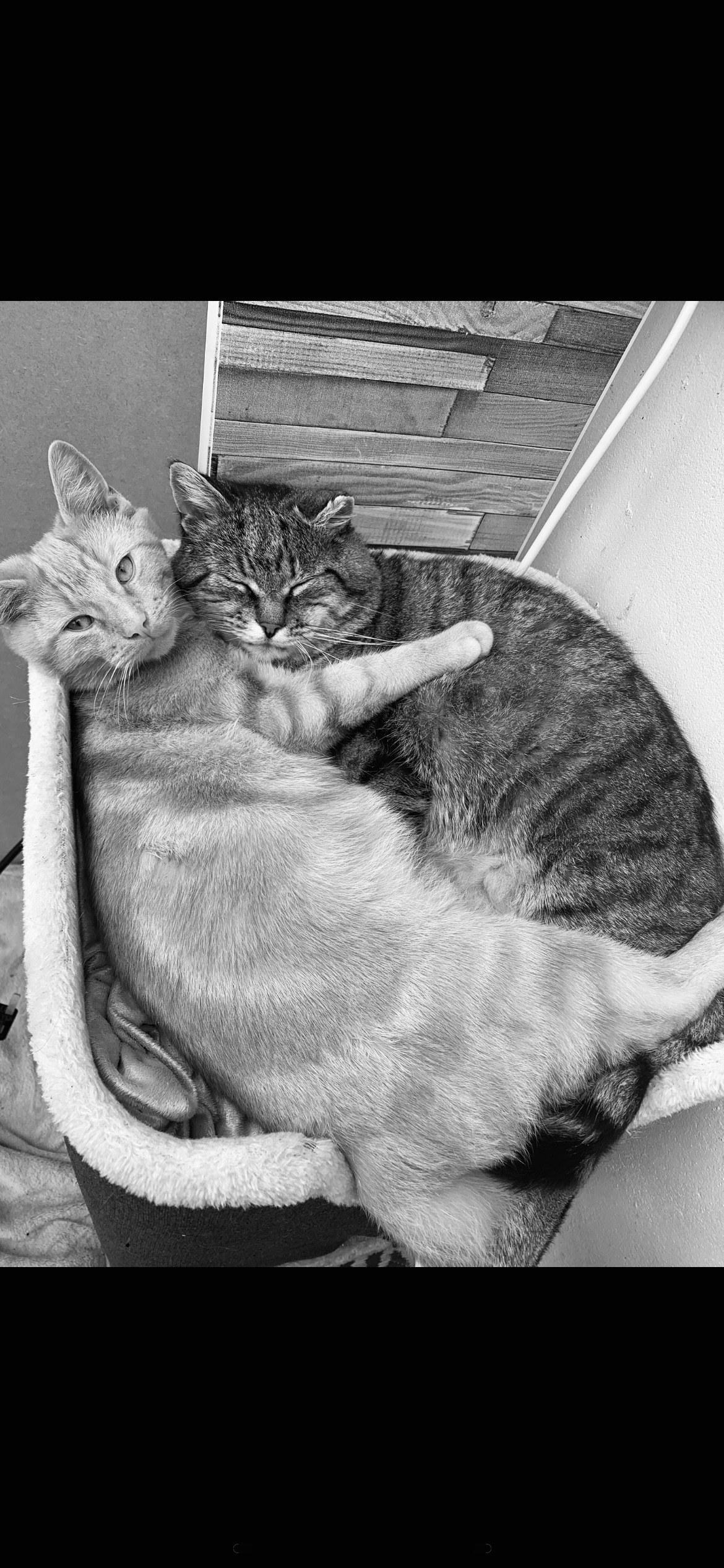 Help Us Save Lives, One Cat at a Time campaign photo, 2 of 4