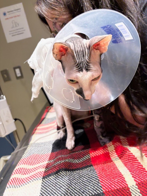 Henry get well soon fund campaign photo, 5 of 7