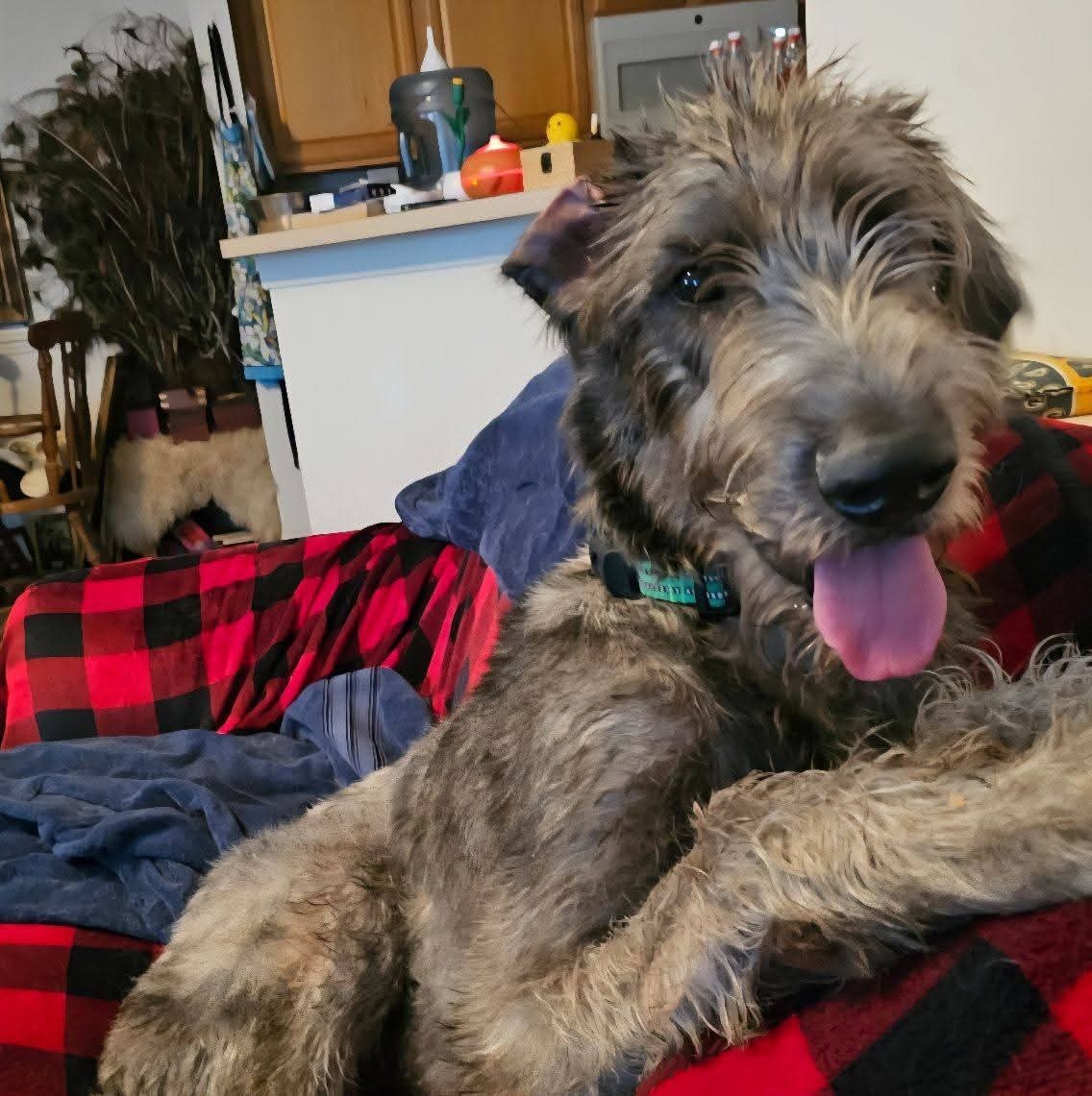 Declan's service dog training cost at  Canine Angels' campaign photo, 6 of 6