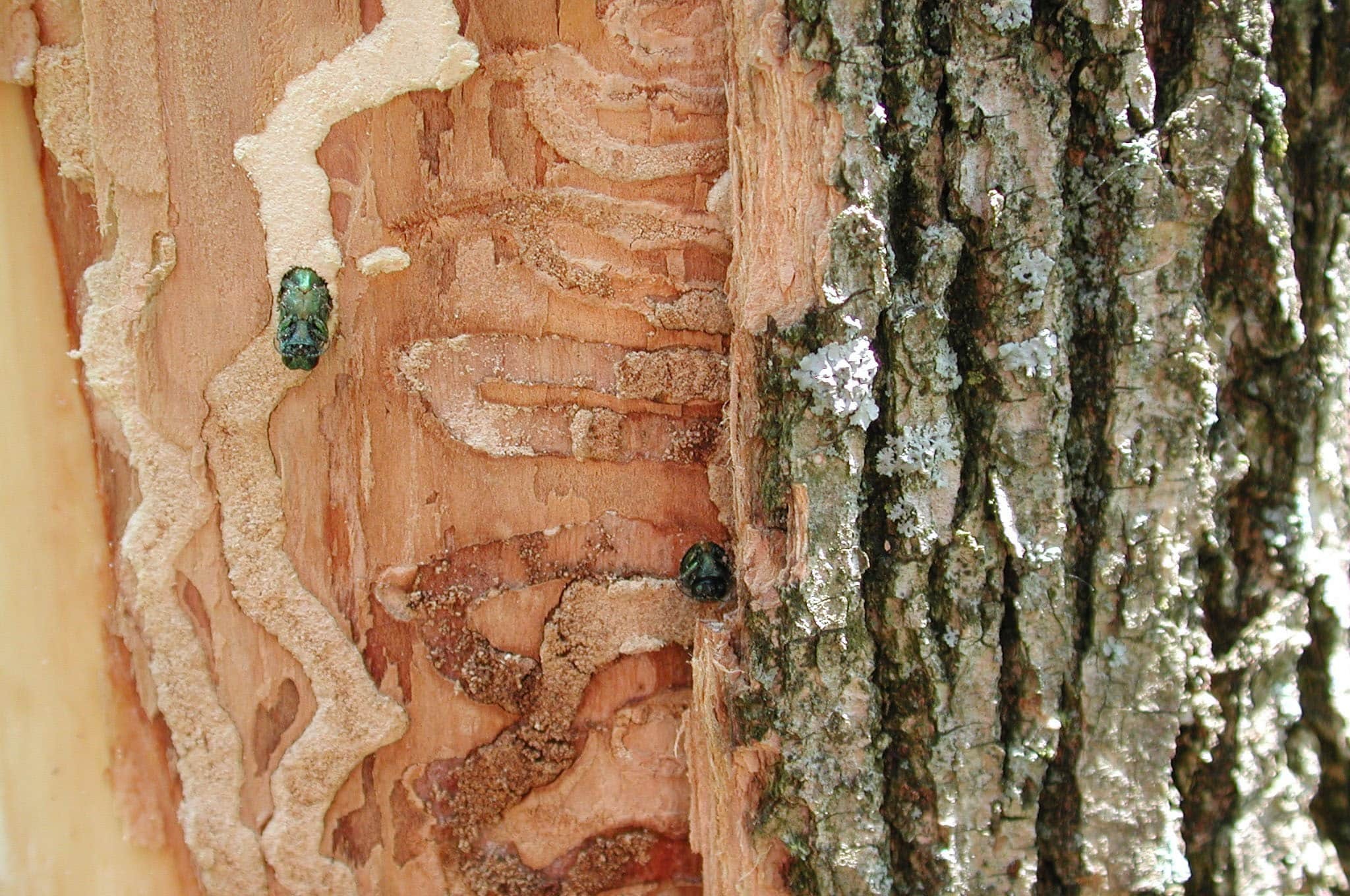 Restore Allaire State Park's Trees and Picnic Tables campaign photo, 4 of 7