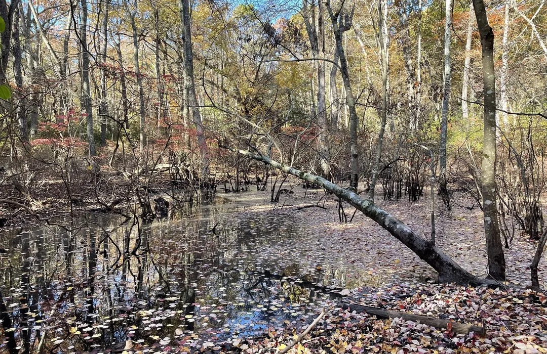 Restore Allaire State Park's Trees and Picnic Tables campaign photo, 5 of 7