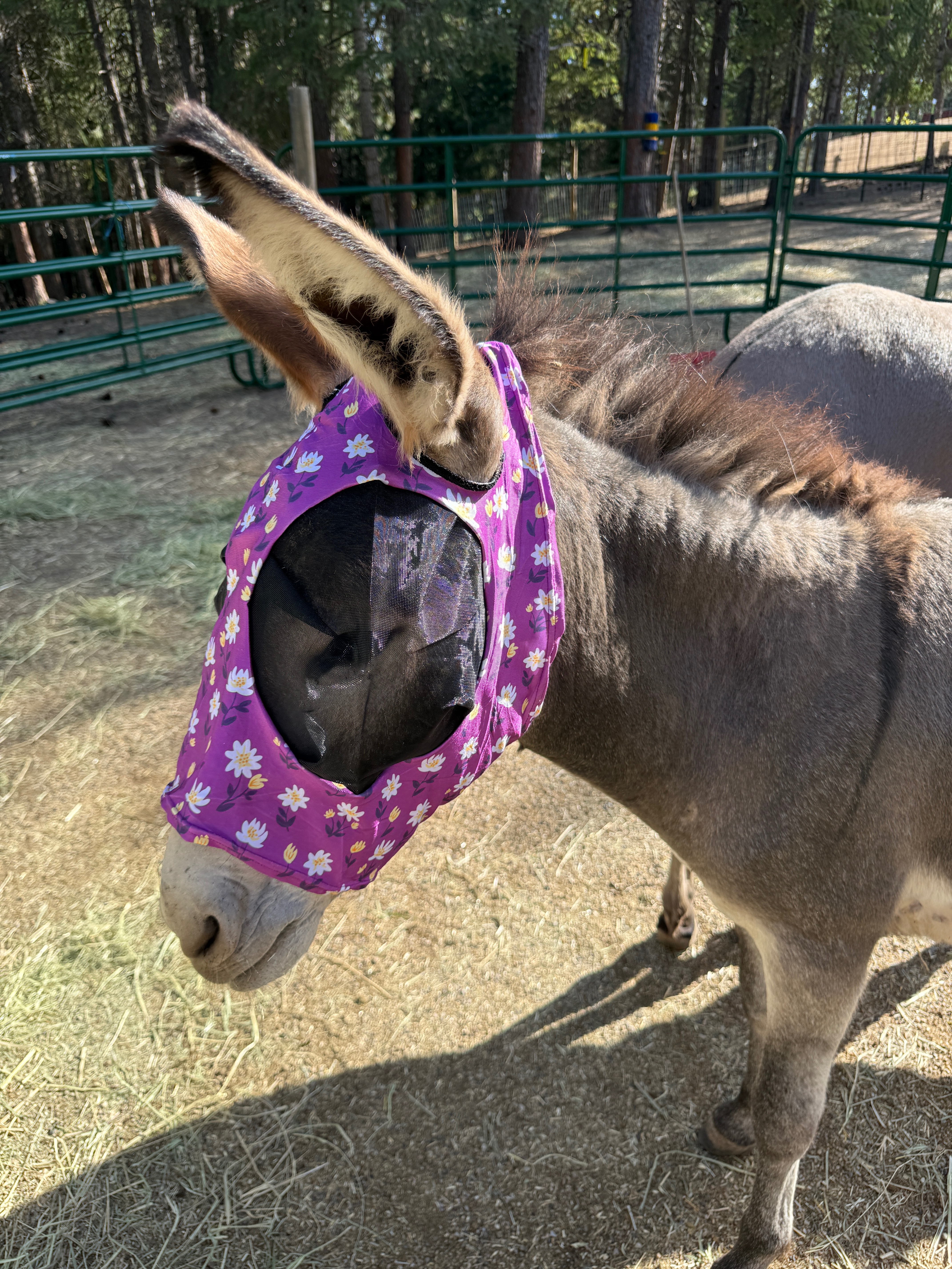 Farrier care yearly campaign photo, 7 of 8