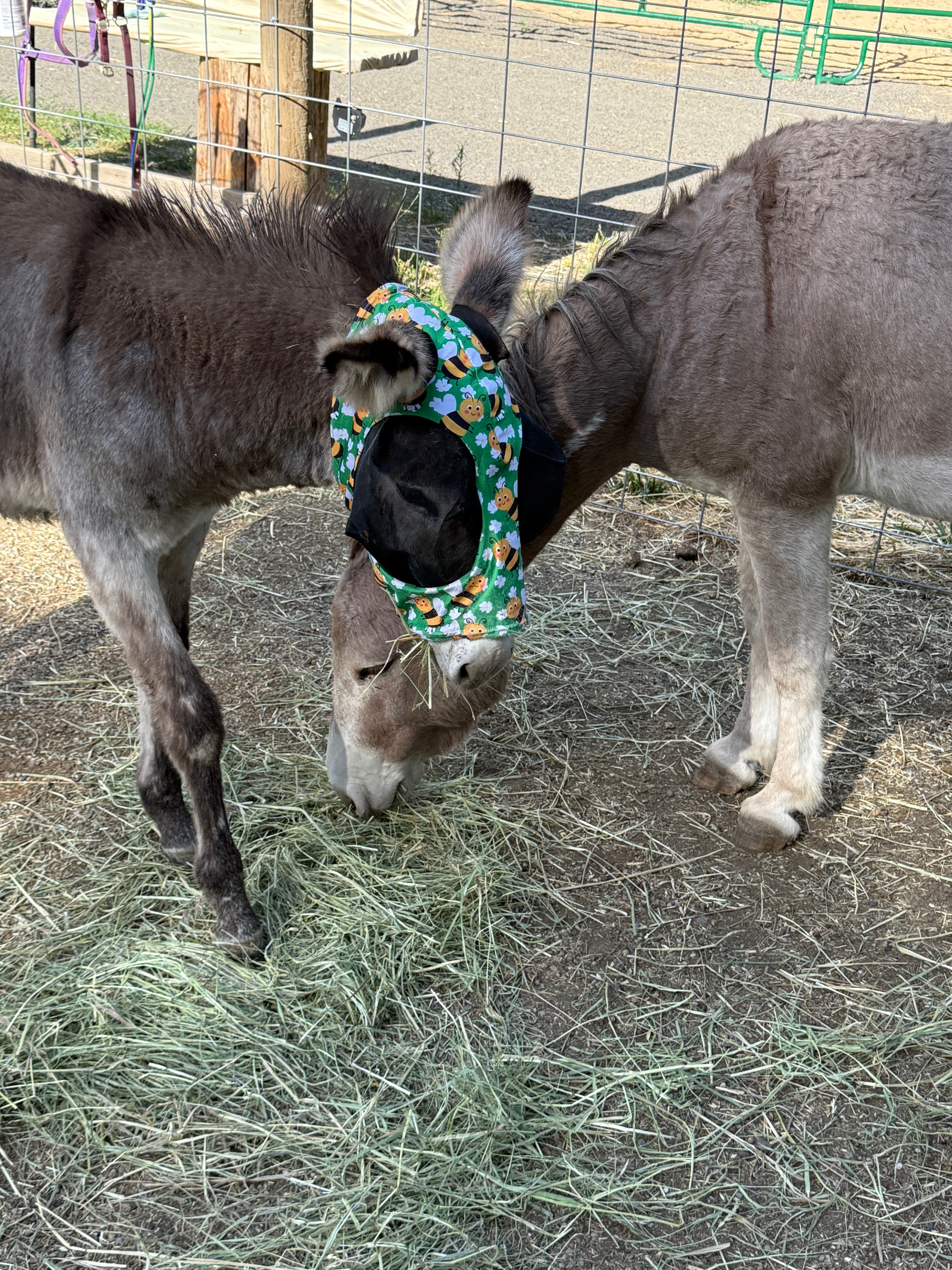 Farrier care yearly campaign photo, 4 of 8
