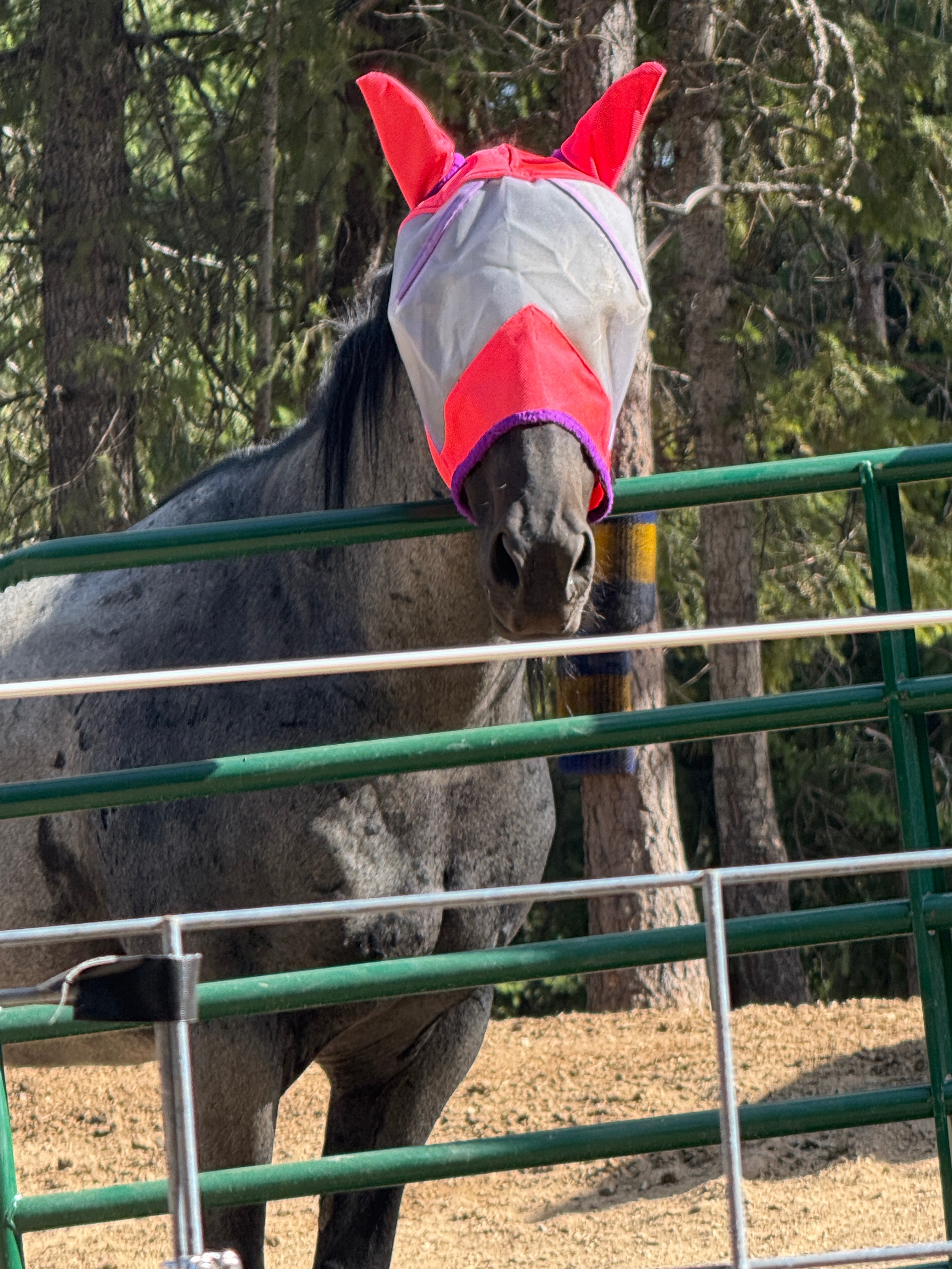 Farrier care yearly campaign photo, 5 of 8