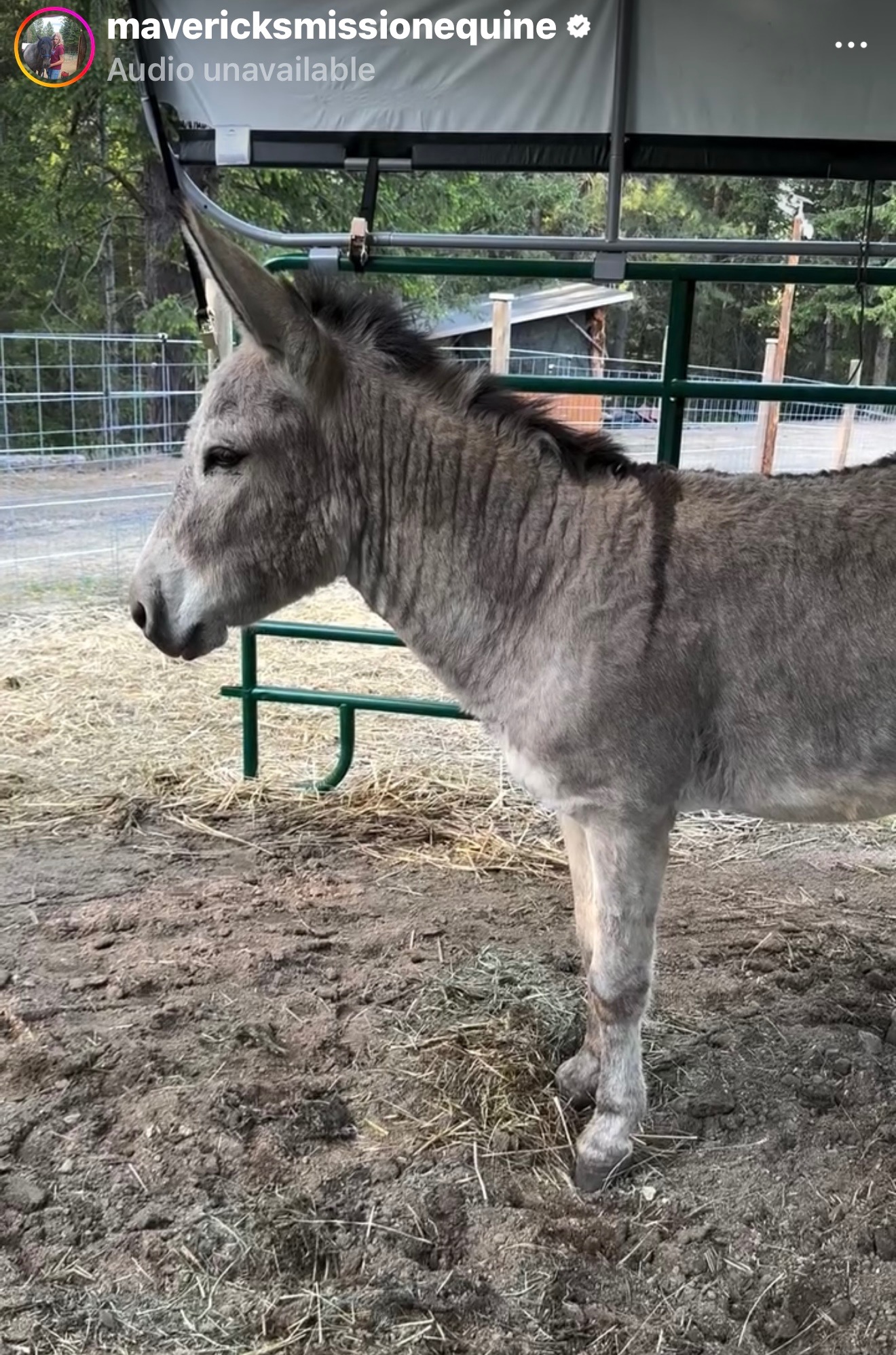 Farrier care yearly campaign photo, 6 of 8