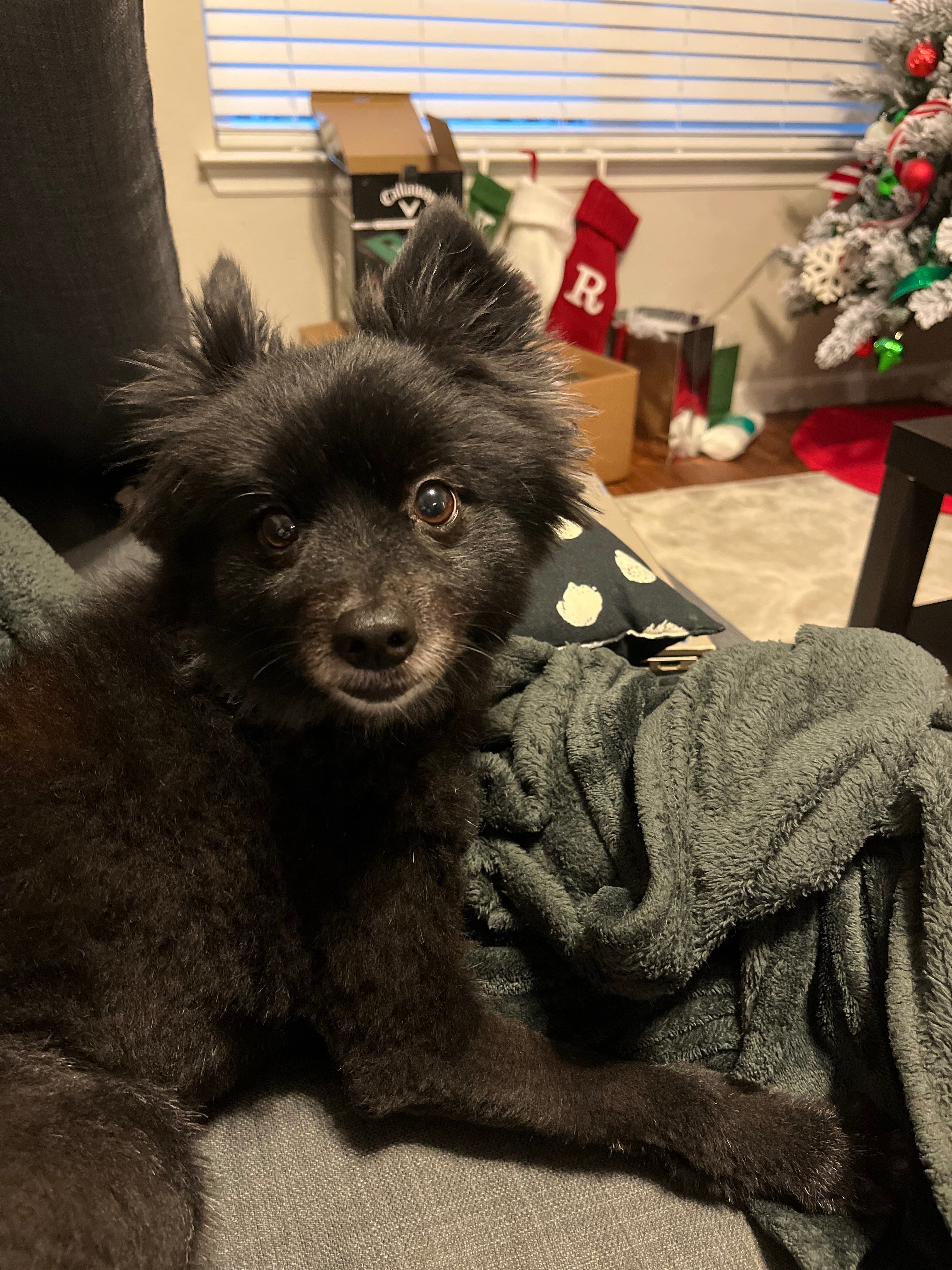 Help support Bentleys emergency vet bill!!! campaign photo, 7 of 8