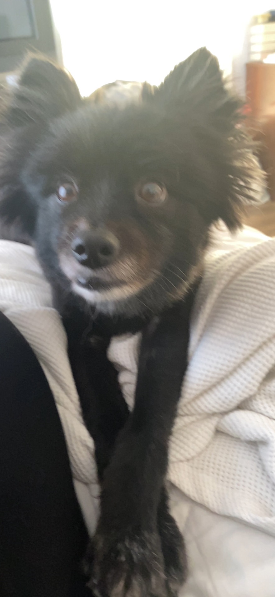 Help support Bentleys emergency vet bill!!! campaign photo, 2 of 8