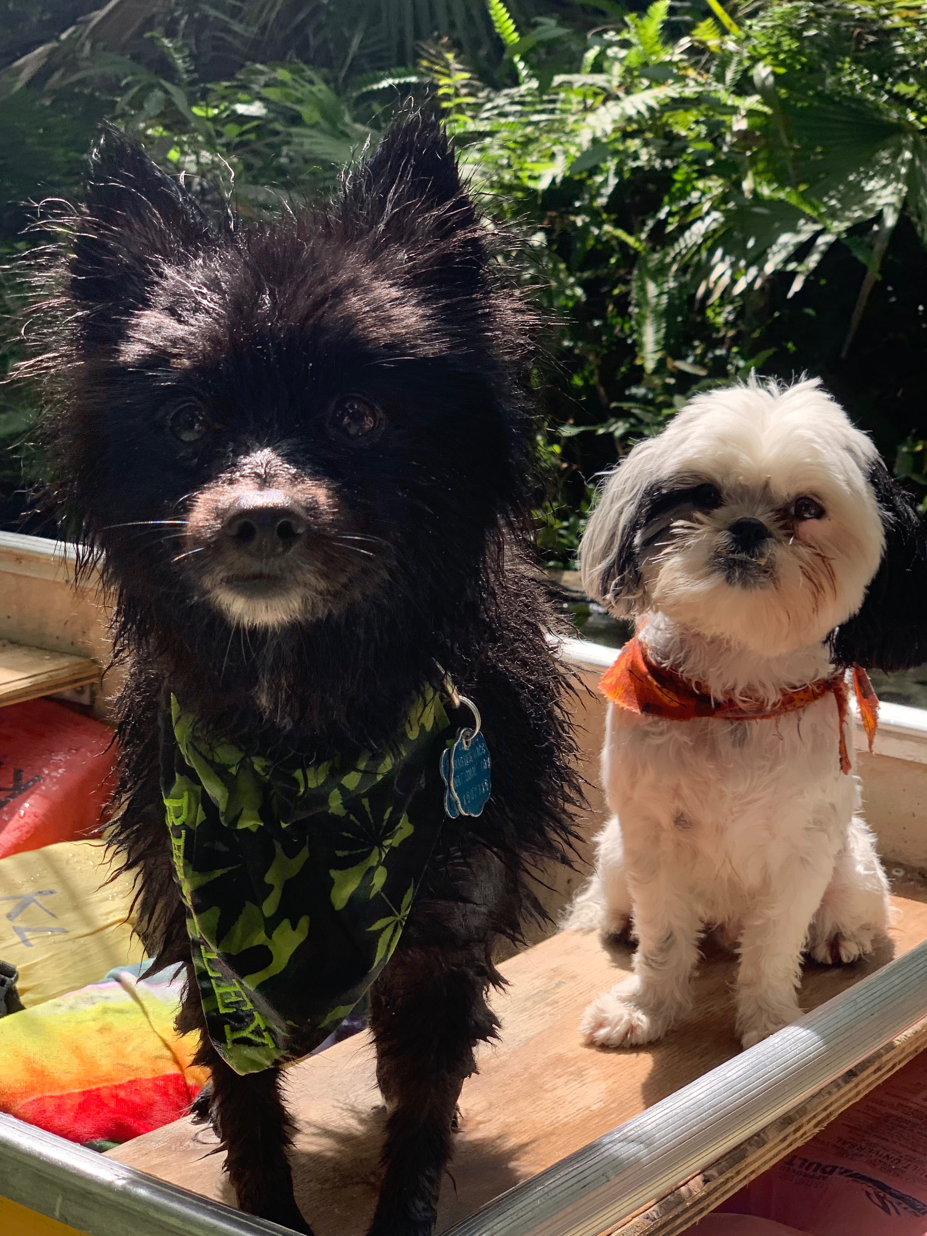 Help support Bentleys emergency vet bill!!! campaign photo, 5 of 8