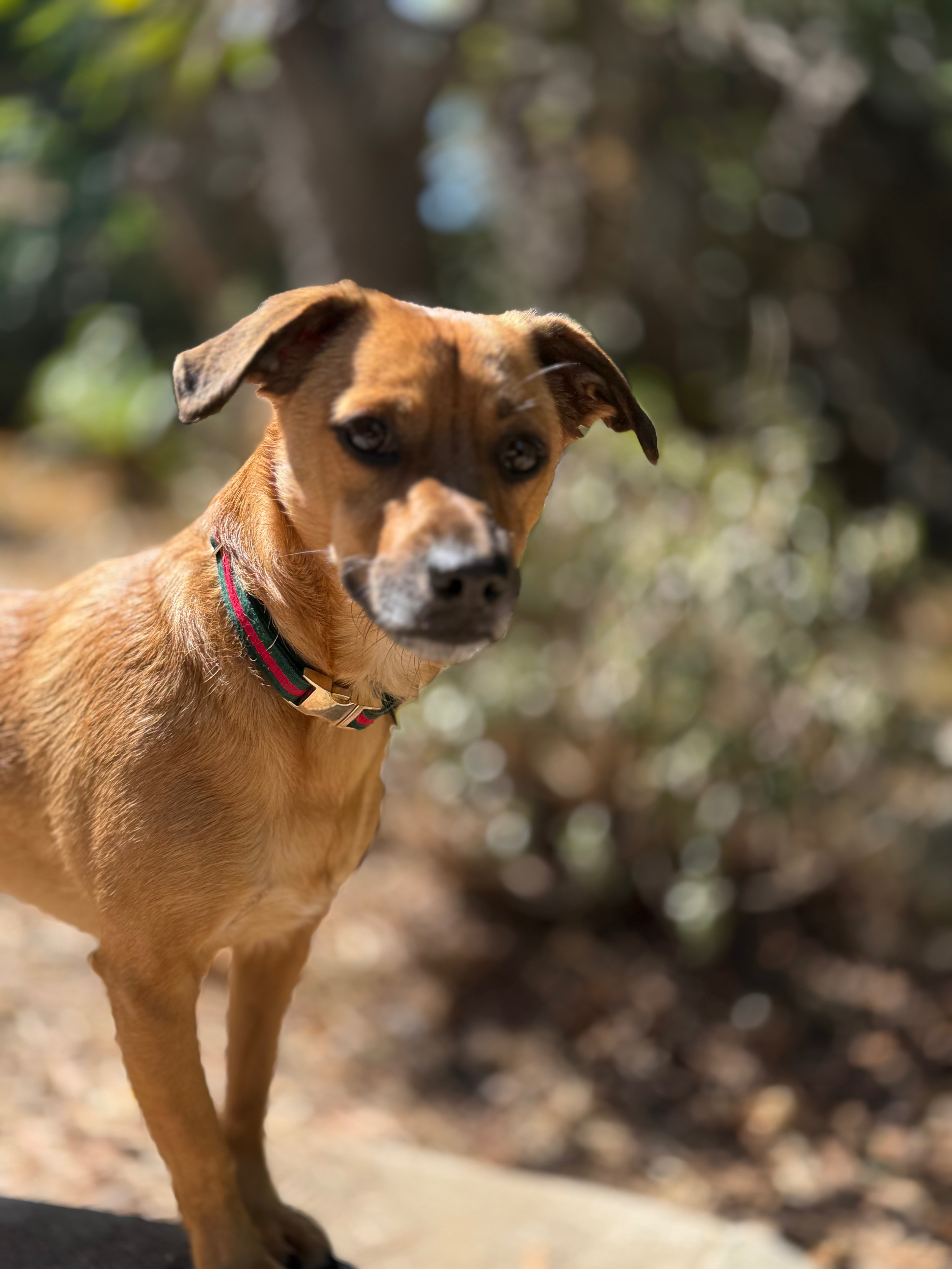 Urgent Aid for Rudy's Medical Expenses campaign photo, 5 of 8