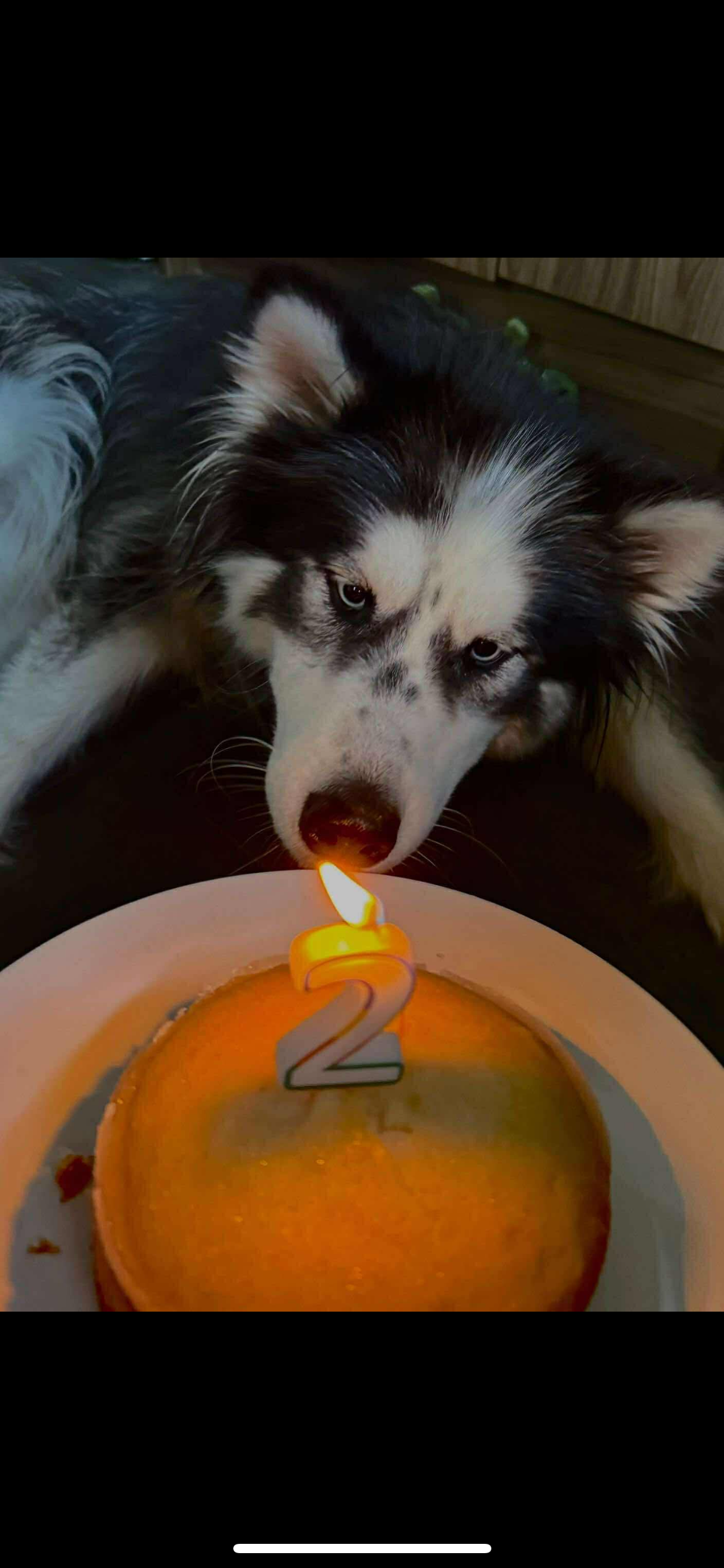 Please help raise funds for Bandit. campaign photo, 2 of 4