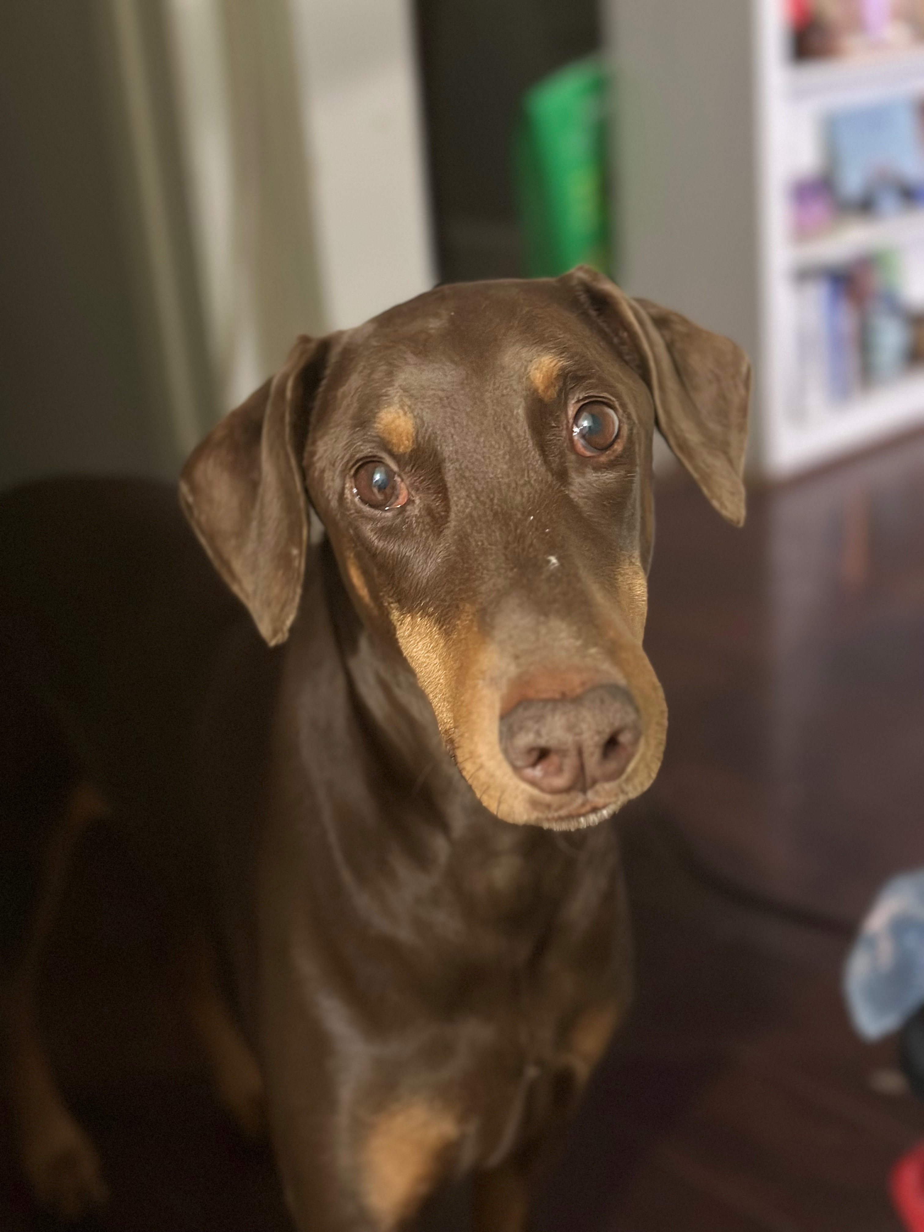 Dex’s Nerve Damage is Worsening — Help Save His Mobility campaign photo, 7 of 8