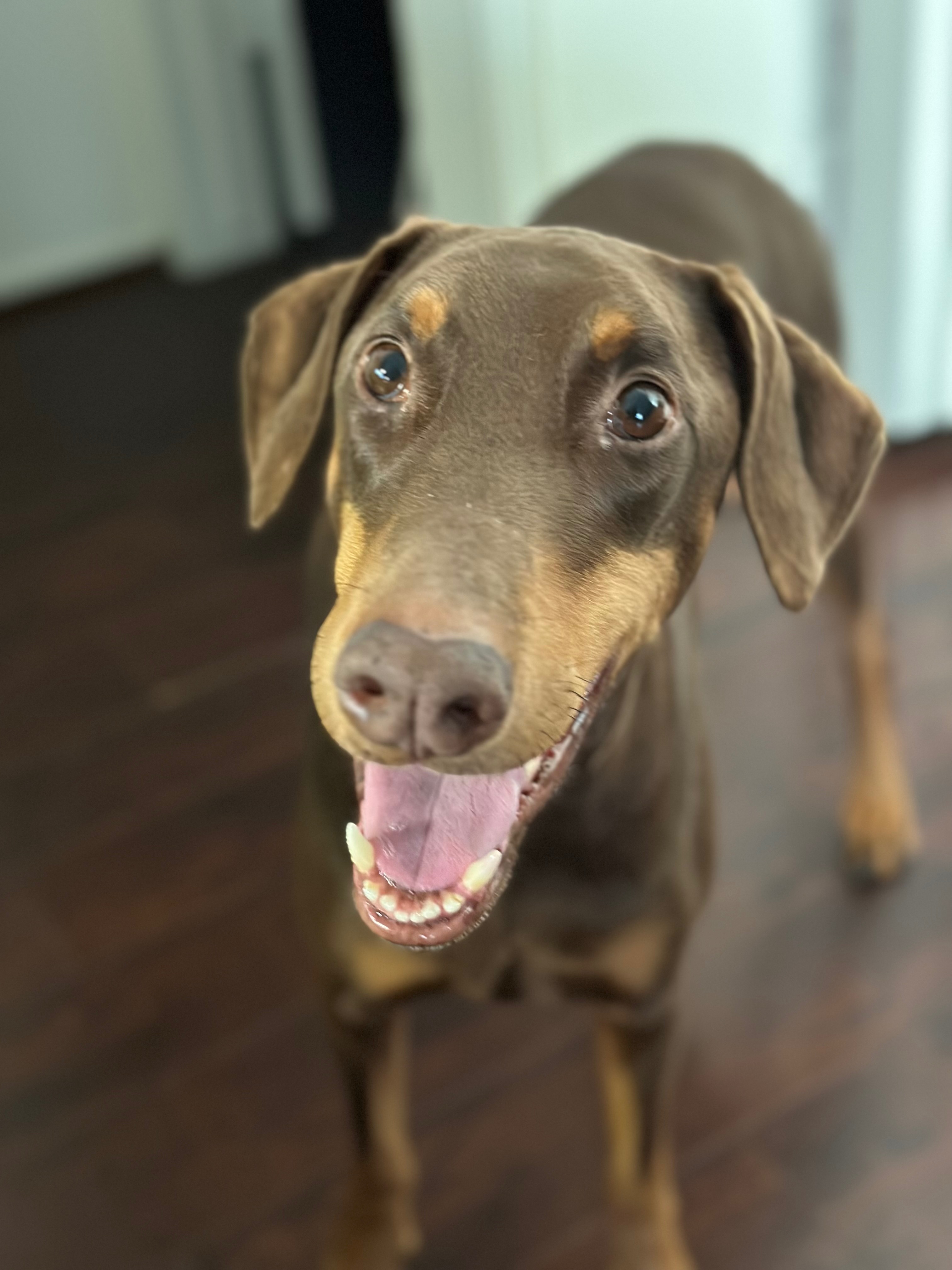 Dex’s Nerve Damage is Worsening — Help Save His Mobility campaign photo, 2 of 8