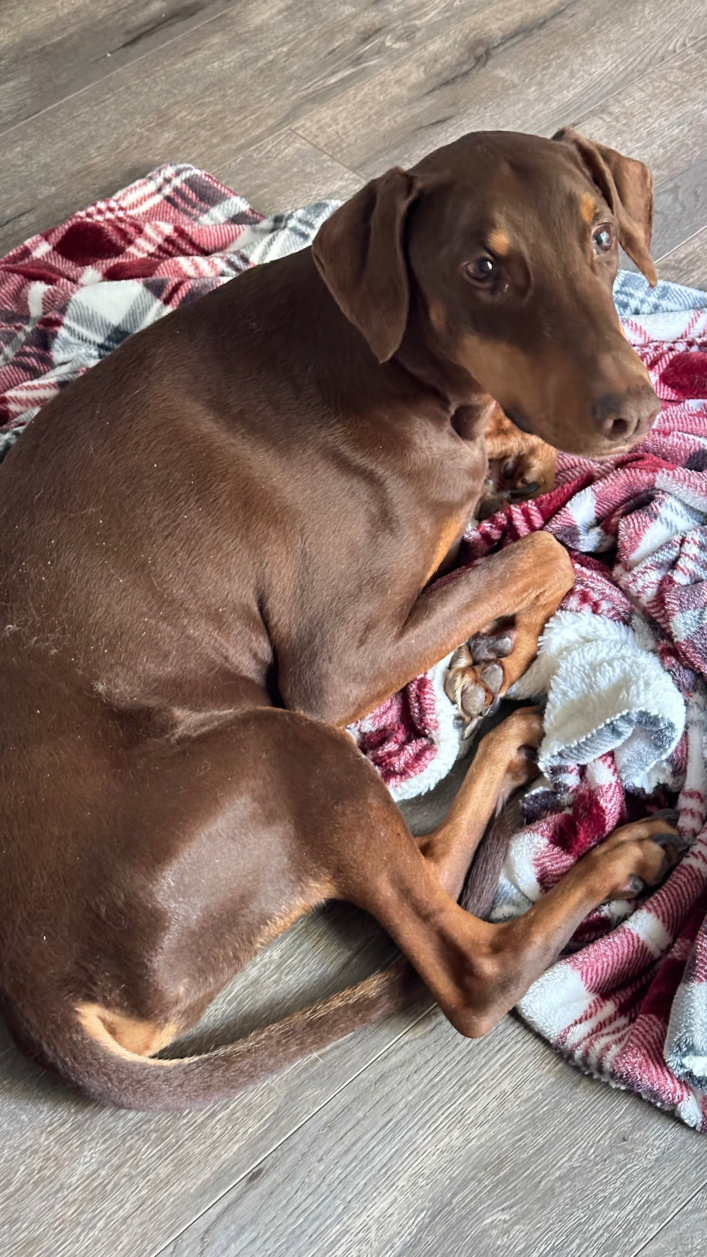 Dex’s Nerve Damage is Worsening — Help Save His Mobility campaign photo, 4 of 8