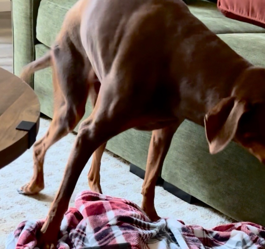 Dex’s Nerve Damage is Worsening — Help Save His Mobility campaign photo, 5 of 8